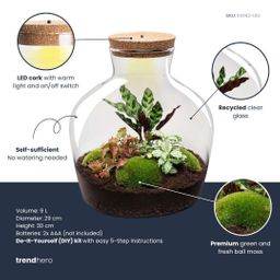 DIY Planten terrarium met licht - Fat Joe Red - Ø 29 cm ↑ 30 cm - Rake + Shovel + Tweezer + Scissors (8720726958622)