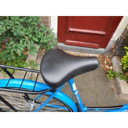 Pointer Gloria blauw 57cm 2020 (F.1250)
