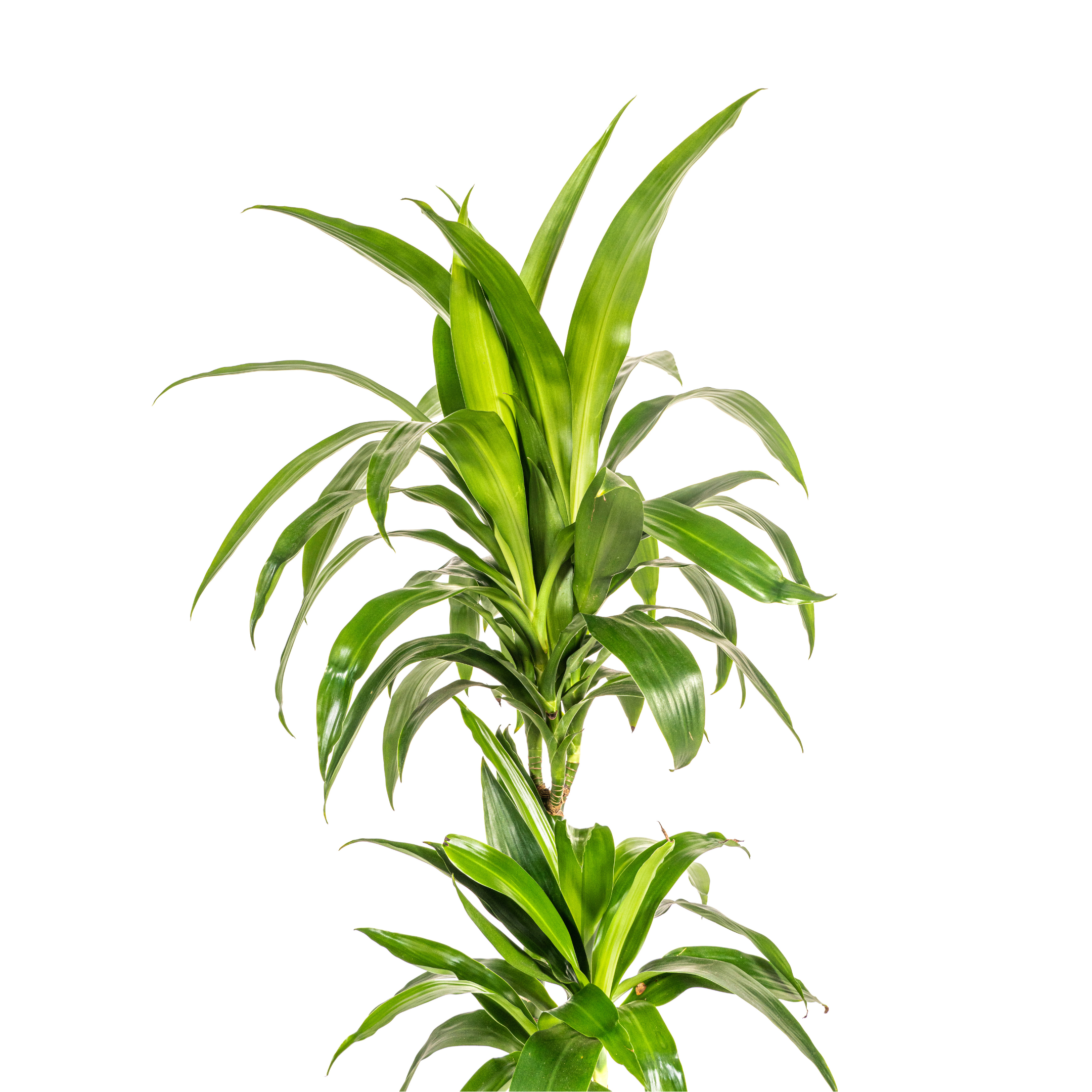 K&k pflanzen Dracaena Deremensis Lisa Ø19cm - ↕80cm (4250308312763)