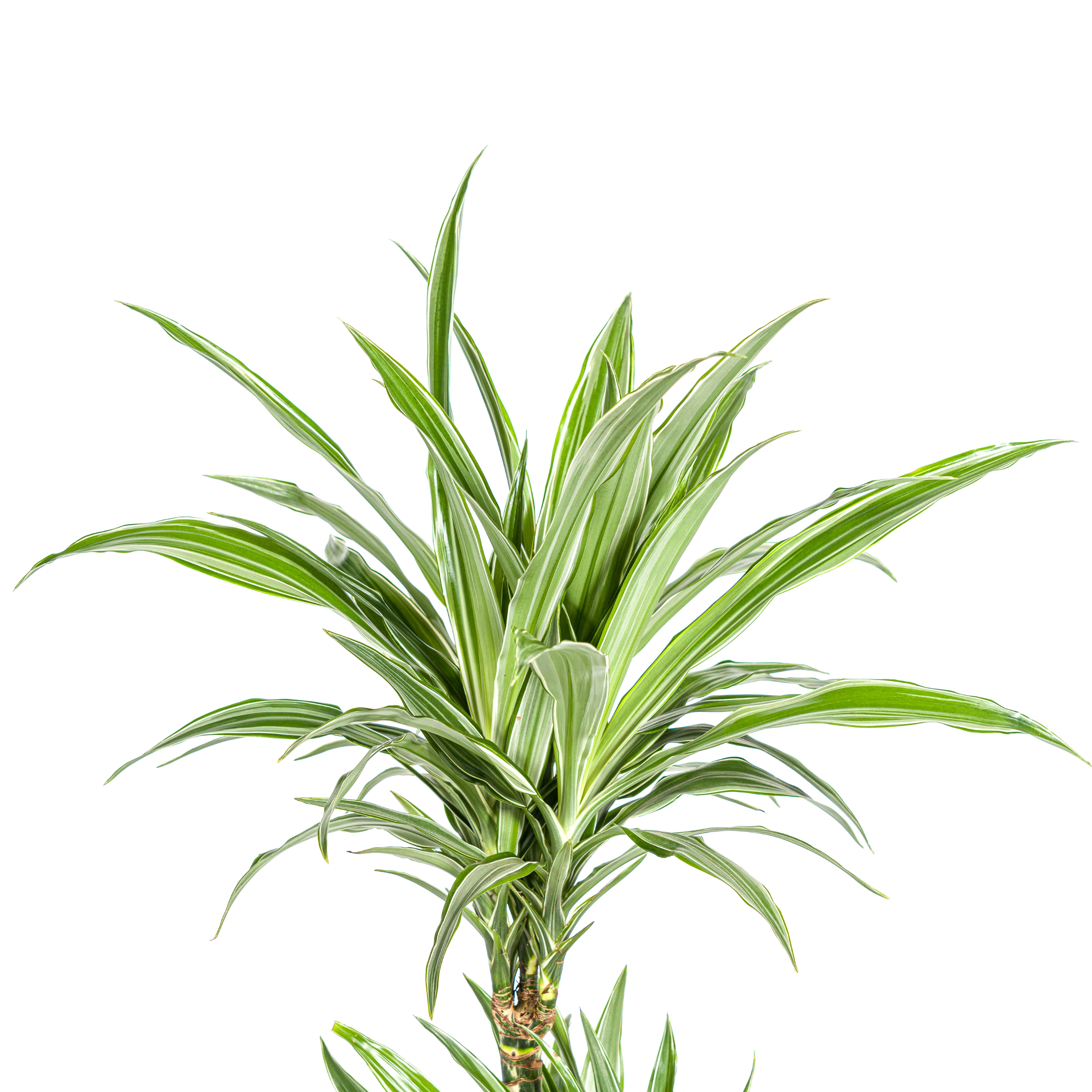 K&k pflanzen Dracaena Deremensis White Stripe Ø19cm - ↕80cm (4250308312725)