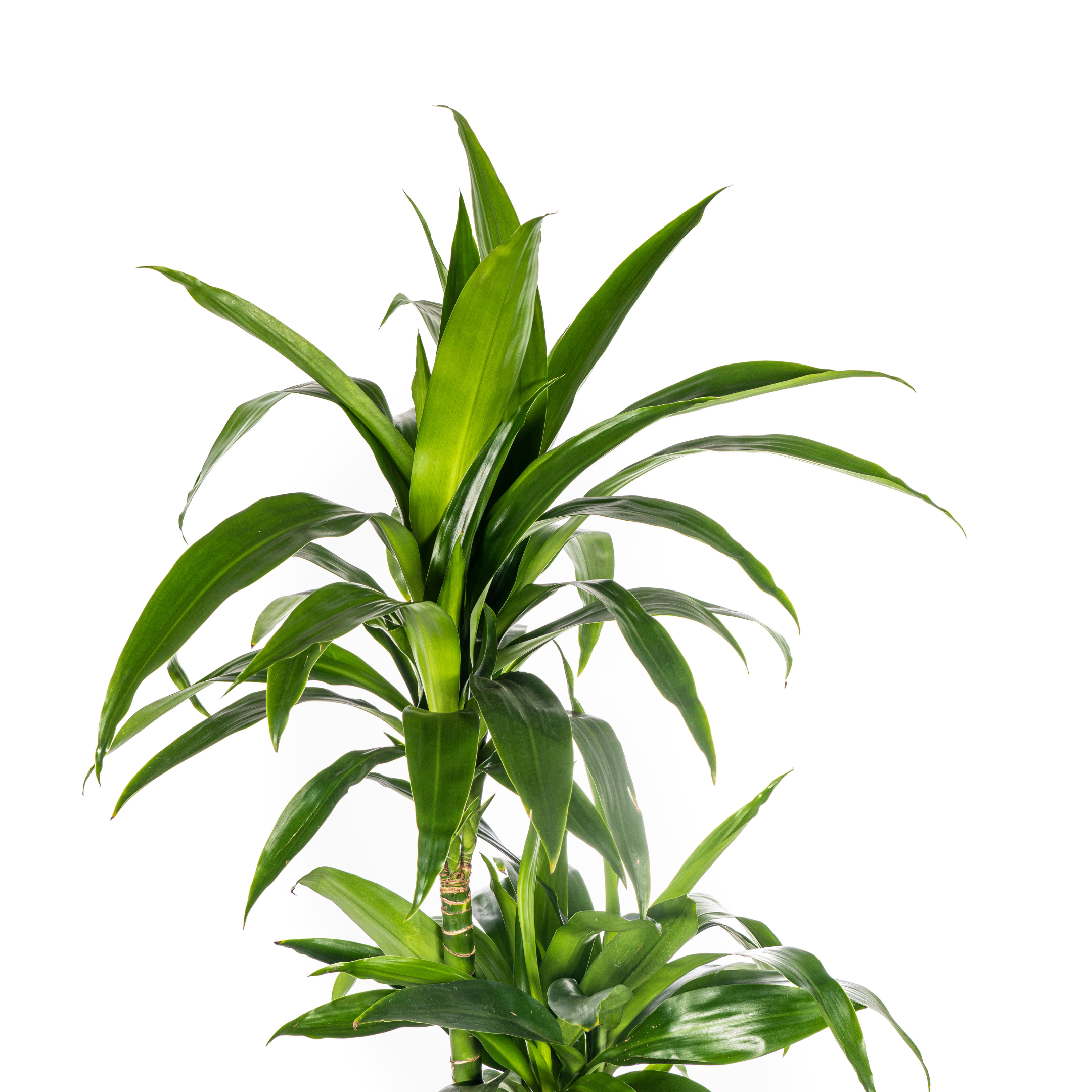 K&k pflanzen Dracaena Deremensis Lisa Ø24cm - ↕140cm (4250308312787)