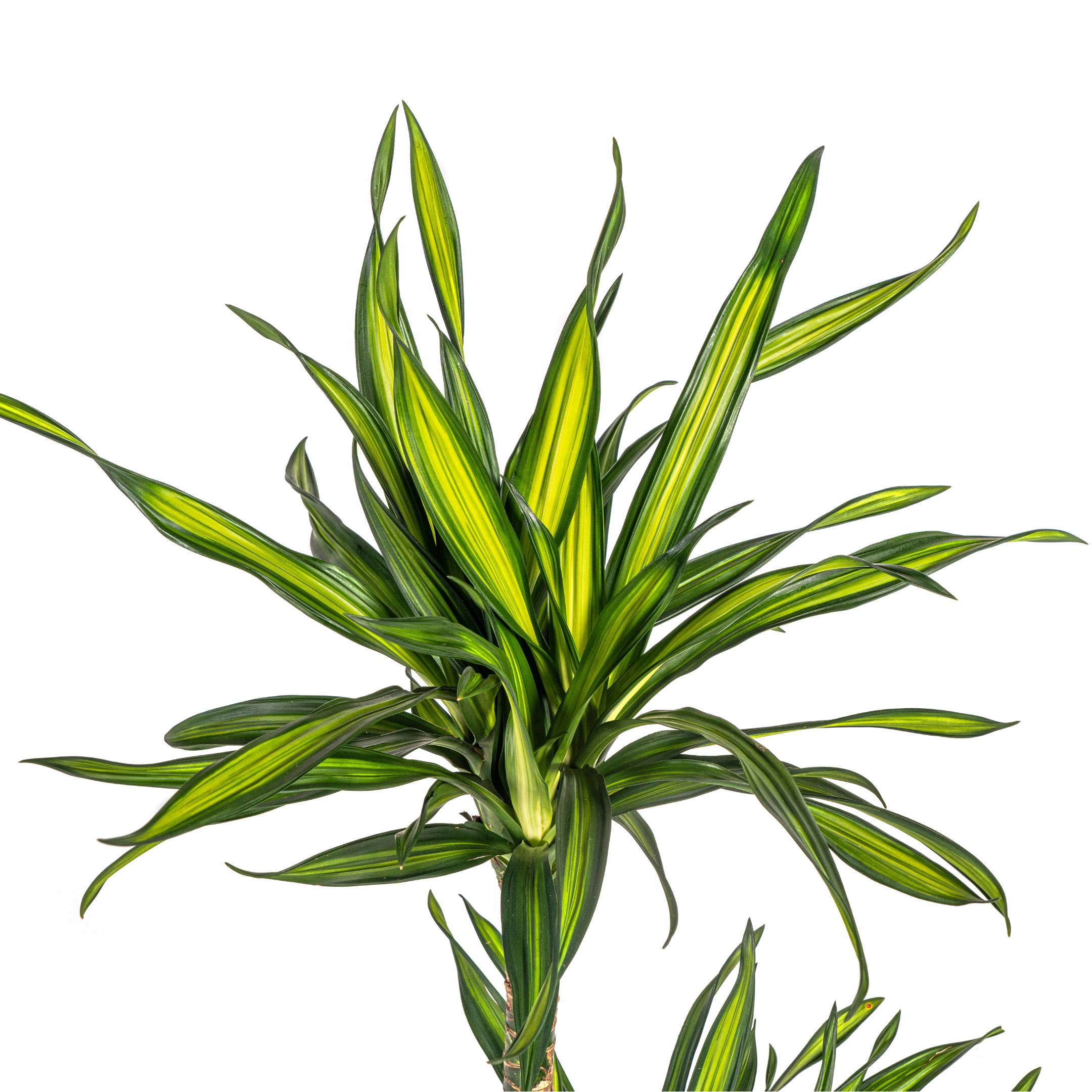 K&k pflanzen Dracaena Deremensis Rikki Ø19cm - ↕80cm (4250308314187)