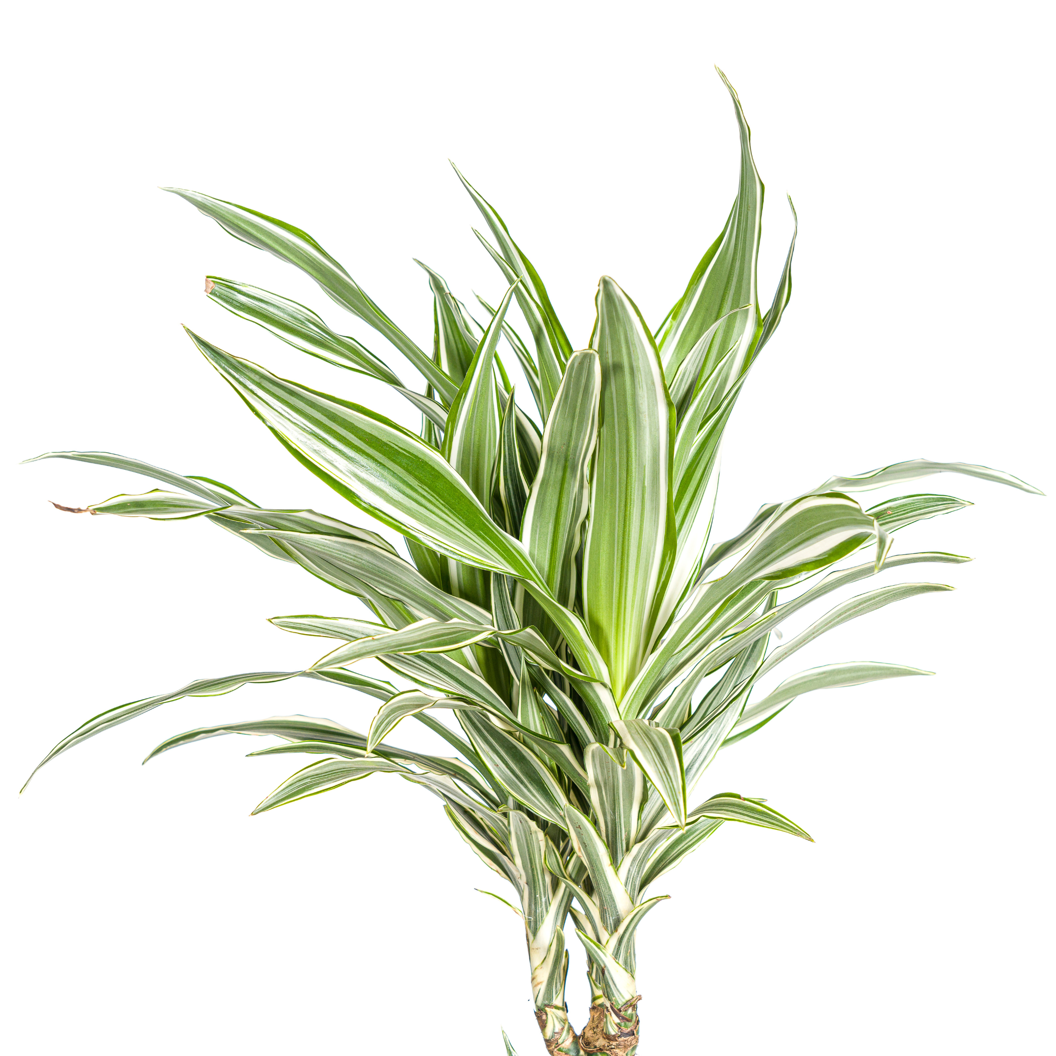 K&k pflanzen Dracaena Deremensis White Stripe Ø24cm - ↕140cm (4250308312749)