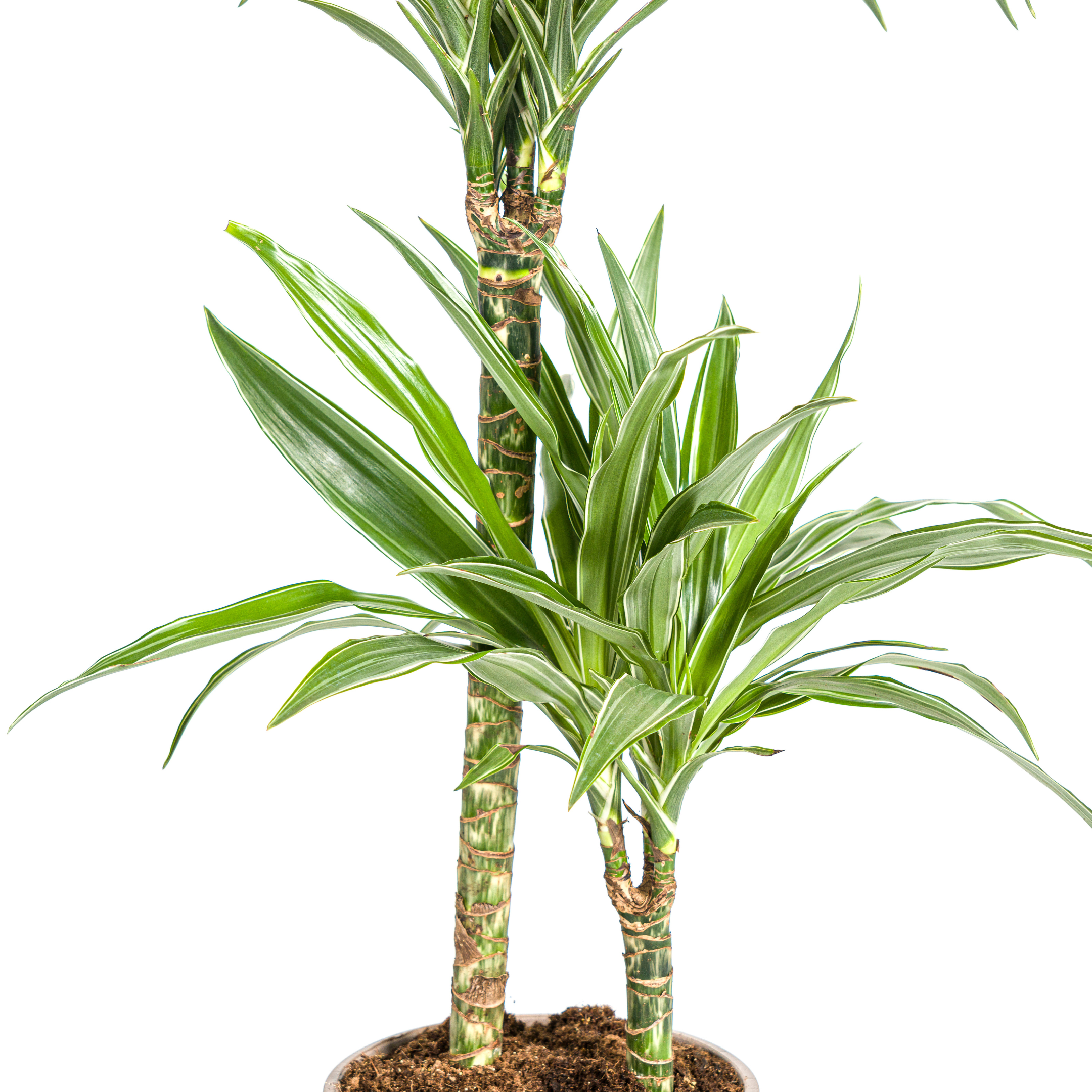 K&k pflanzen Dracaena Deremensis White Stripe Ø19cm - ↕80cm (4250308312725)