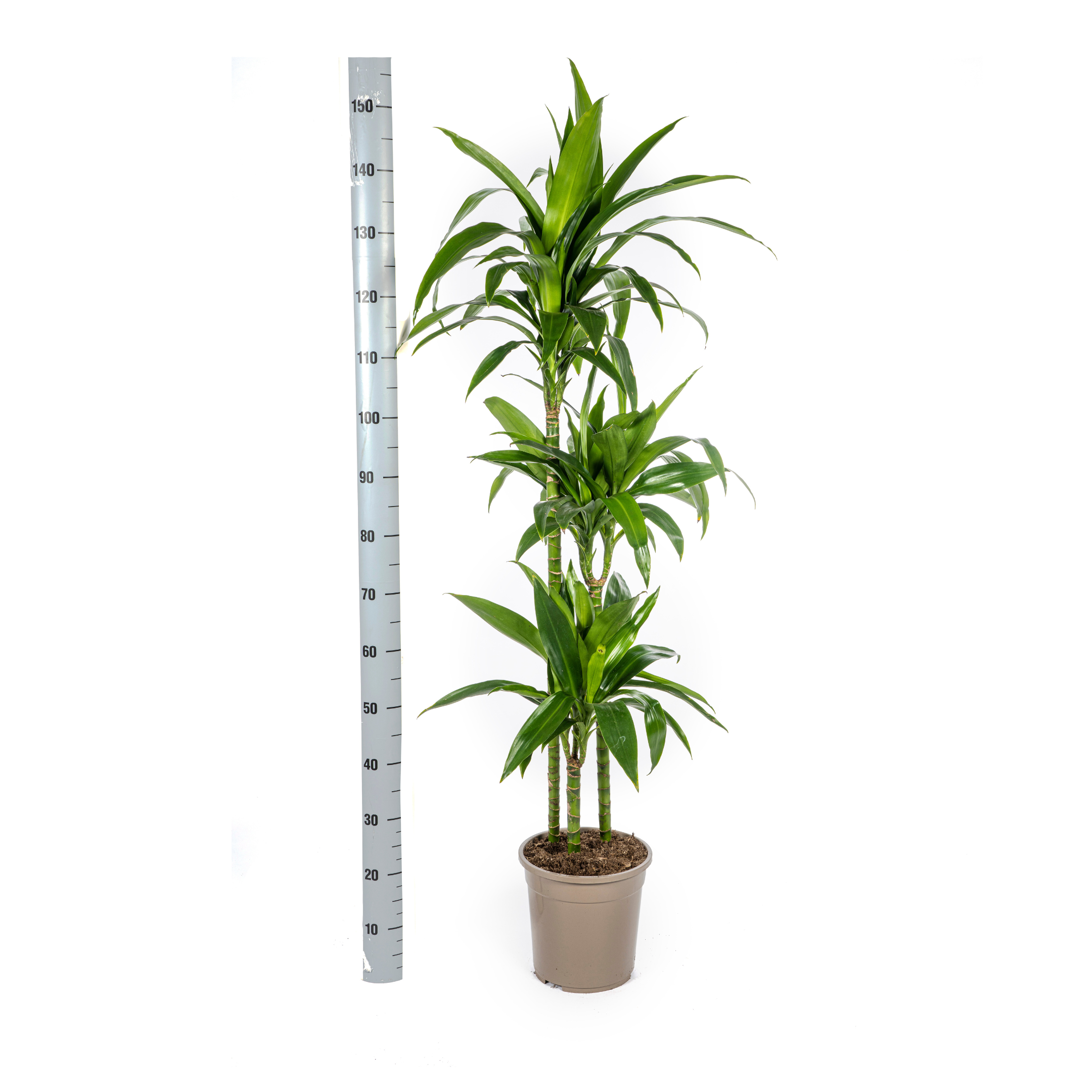 K&k pflanzen Dracaena Deremensis Lisa Ø24cm - ↕140cm (4250308312787)