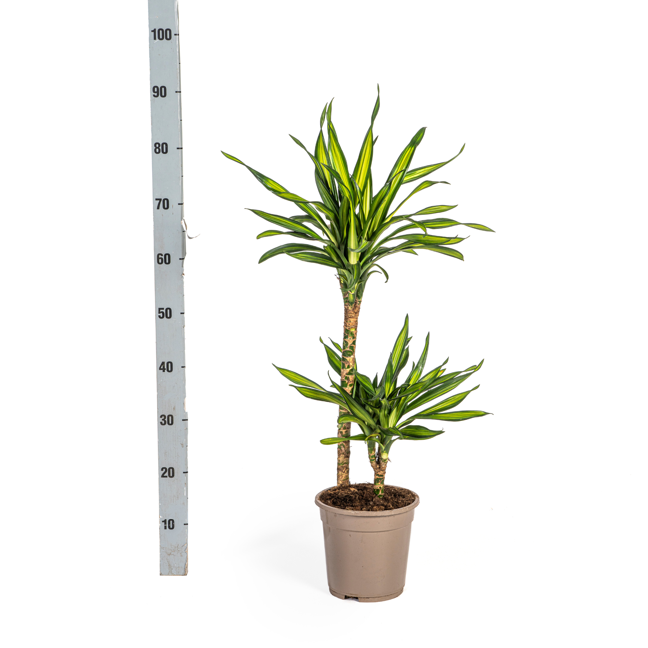 K&k pflanzen Dracaena Deremensis Rikki Ø19cm - ↕80cm (4250308314187)