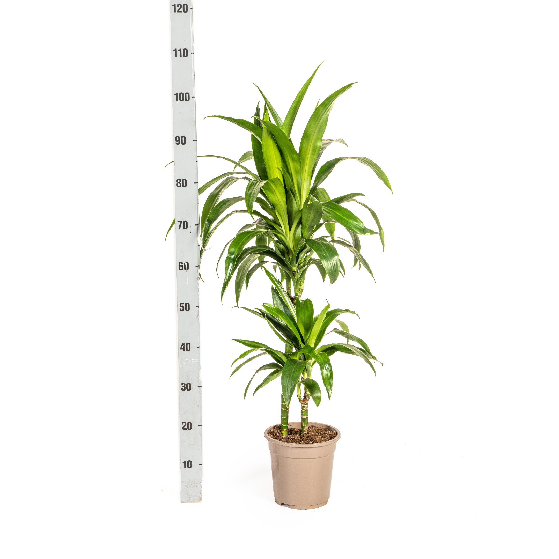 K&k pflanzen Dracaena Deremensis Lisa Ø19cm - ↕80cm (4250308312763)