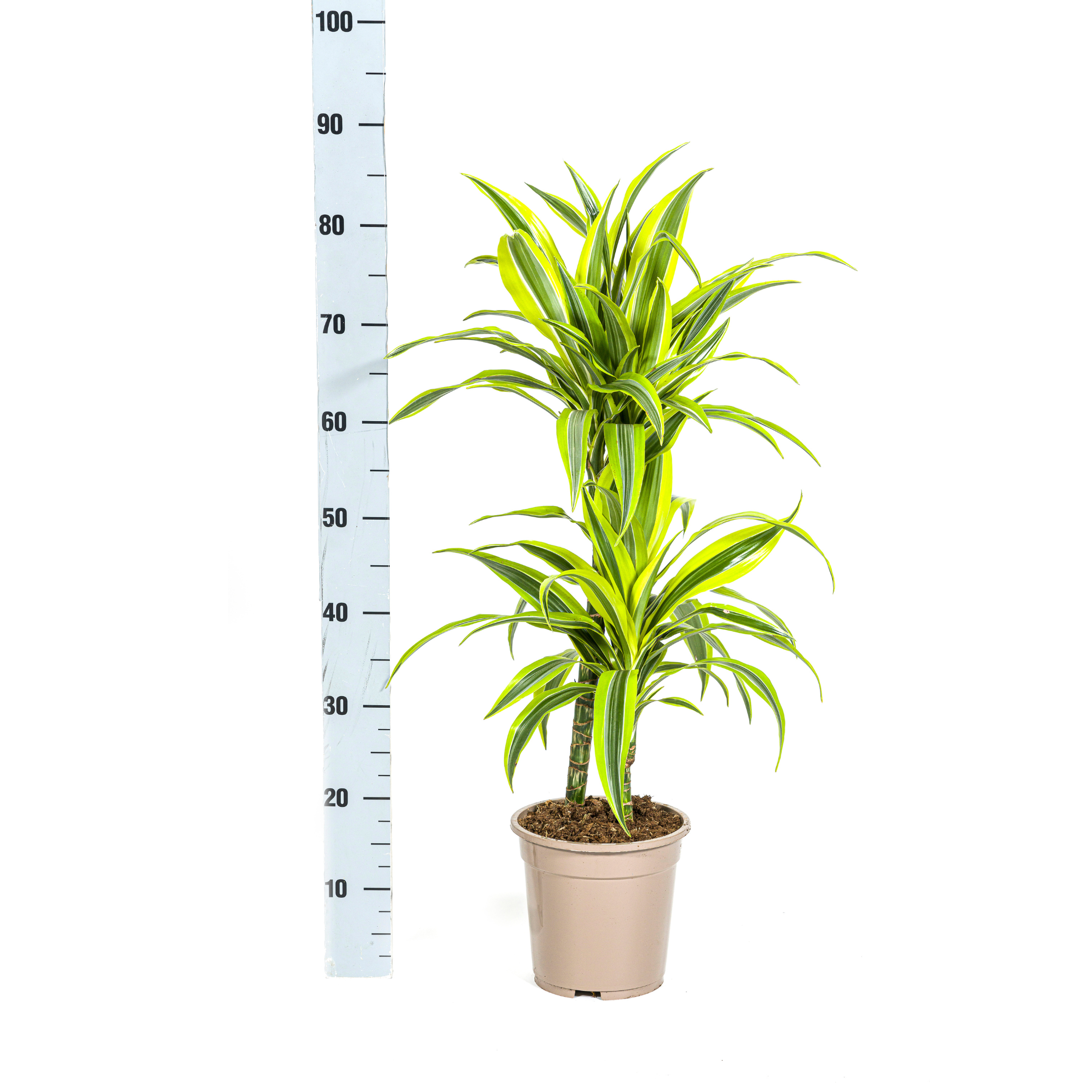 K&k pflanzen Dracaena Deremensis Lemon Lime Ø19cm - ↕80cm (4250308312640)