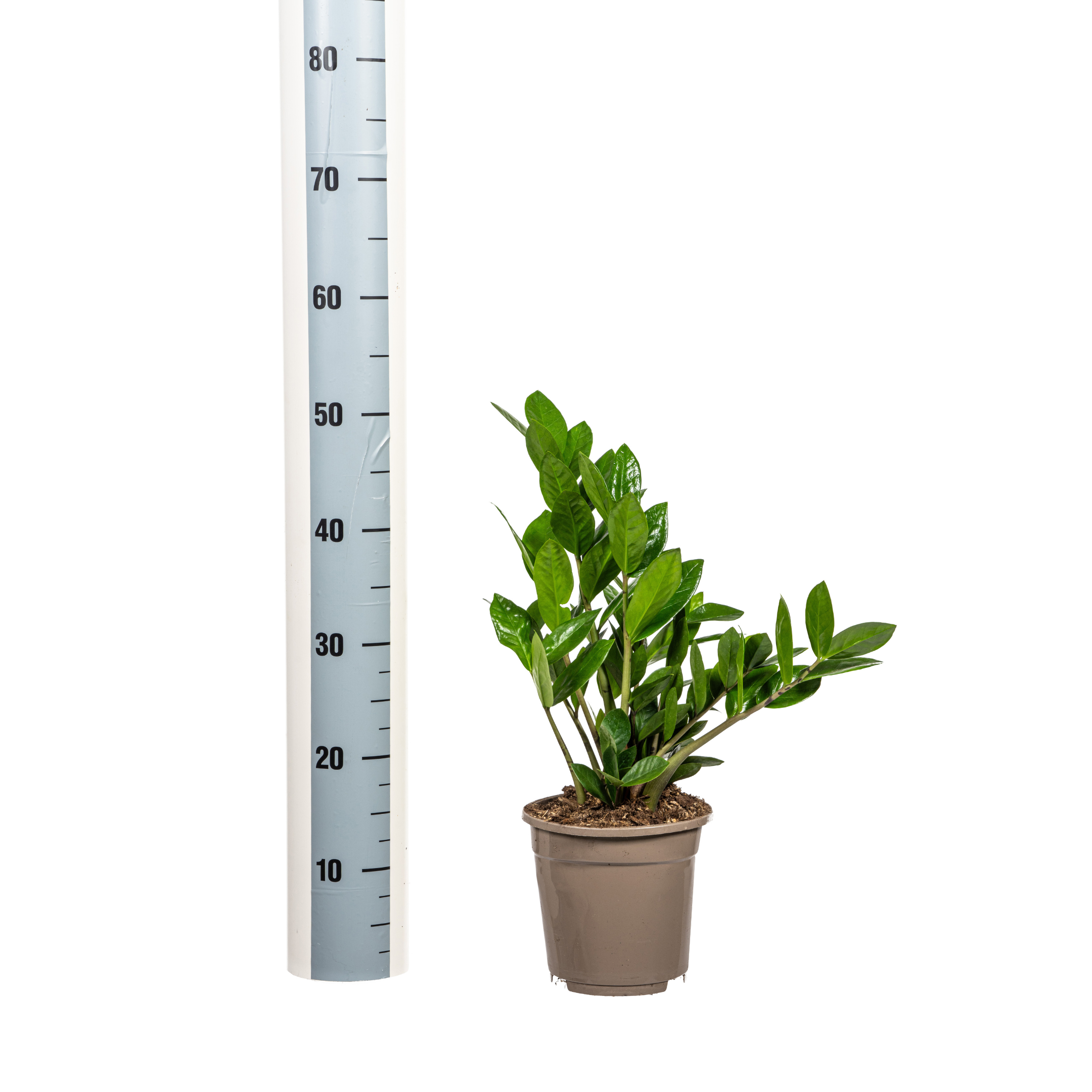 K&k pflanzen Zamioculcas Zamiifolia Ø17cm - ↕40-50cm (4250308316372)