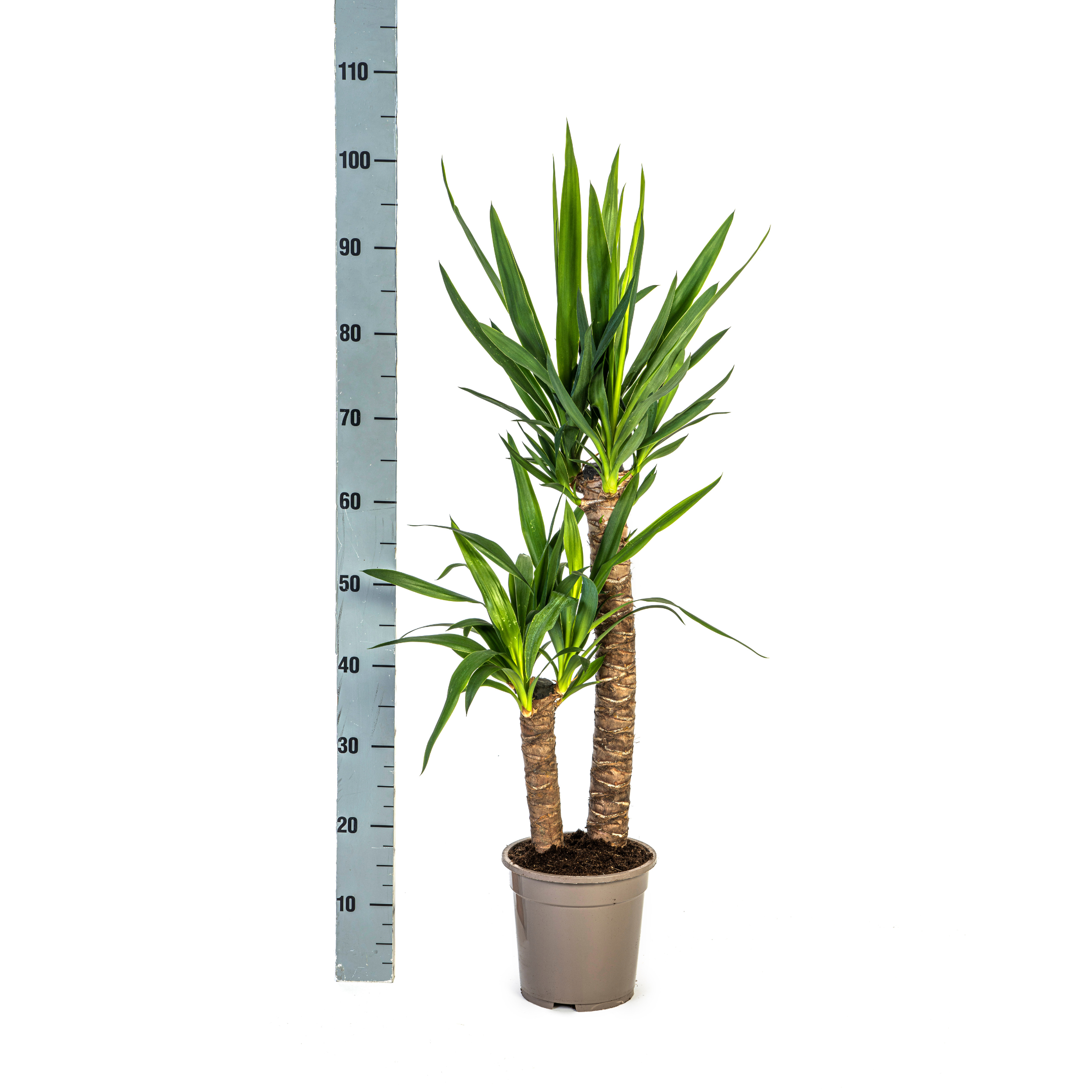 K&k pflanzen Yucca Elephantipes Ø19cm - ↕80cm (4250308315627)