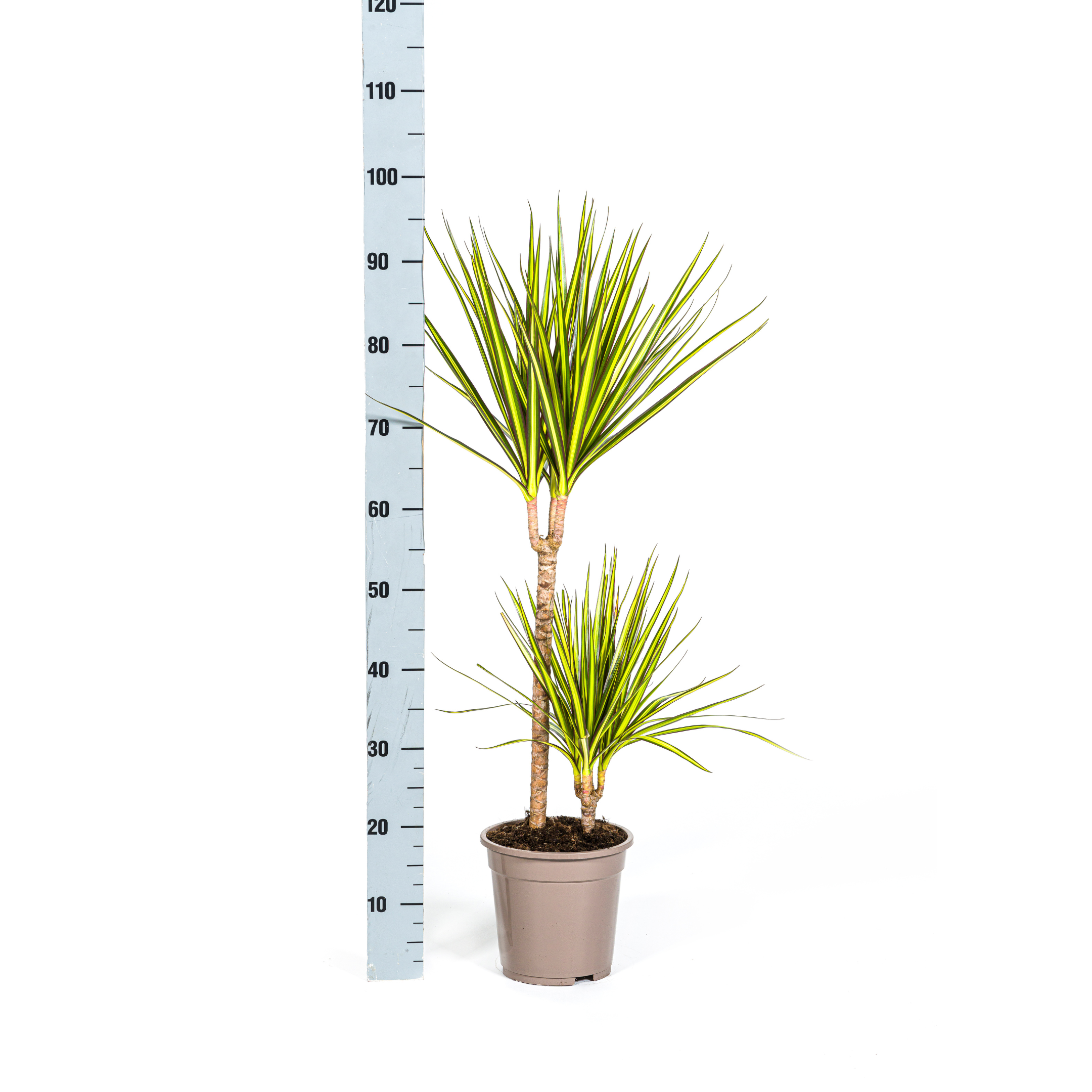K&k pflanzen Dracaena Marginata Sunray Ø19cm - ↕80-100cm (4250308314736)