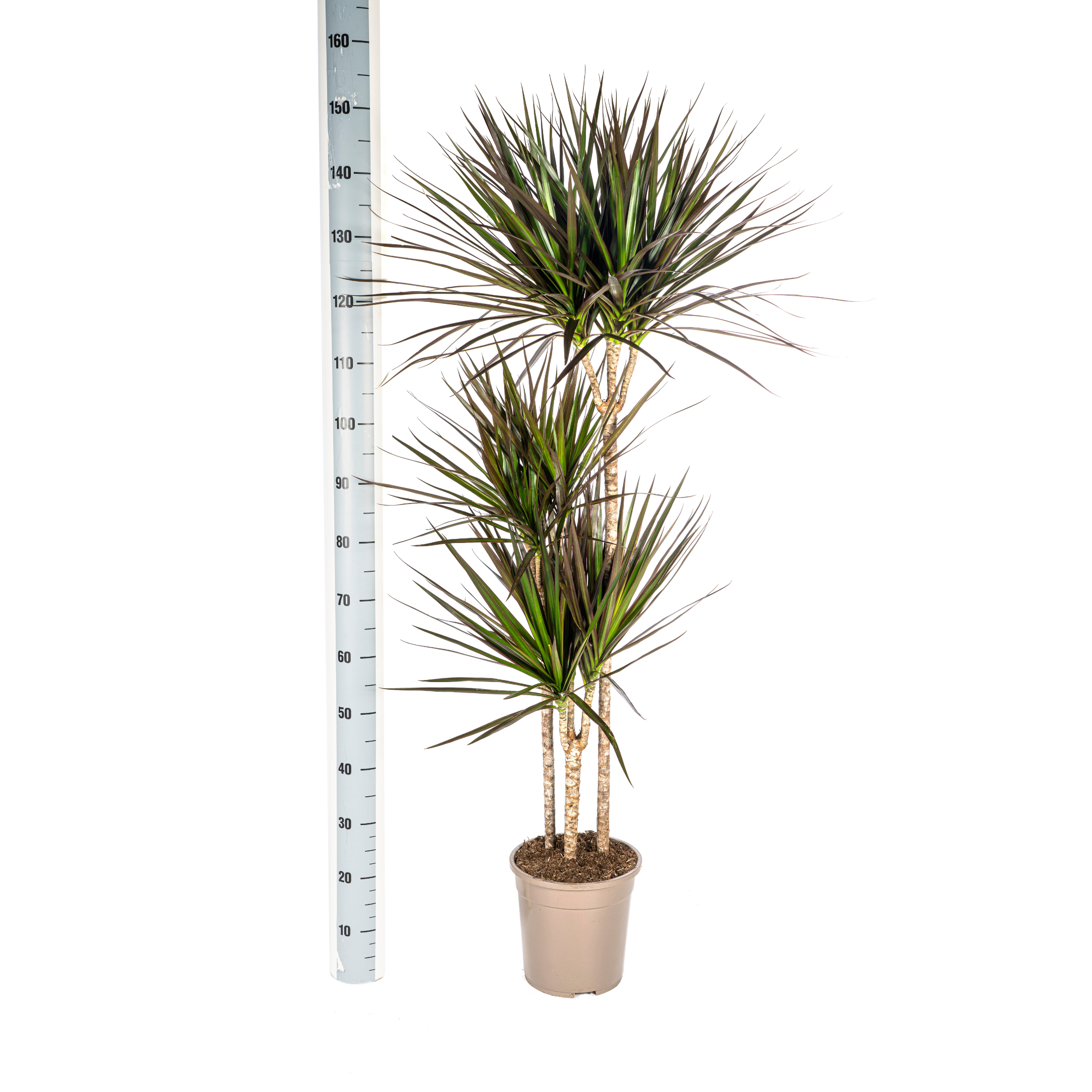 K&k pflanzen Dracaena Marginata Magenta Ø24cm - ↕140cm (4250308314651)