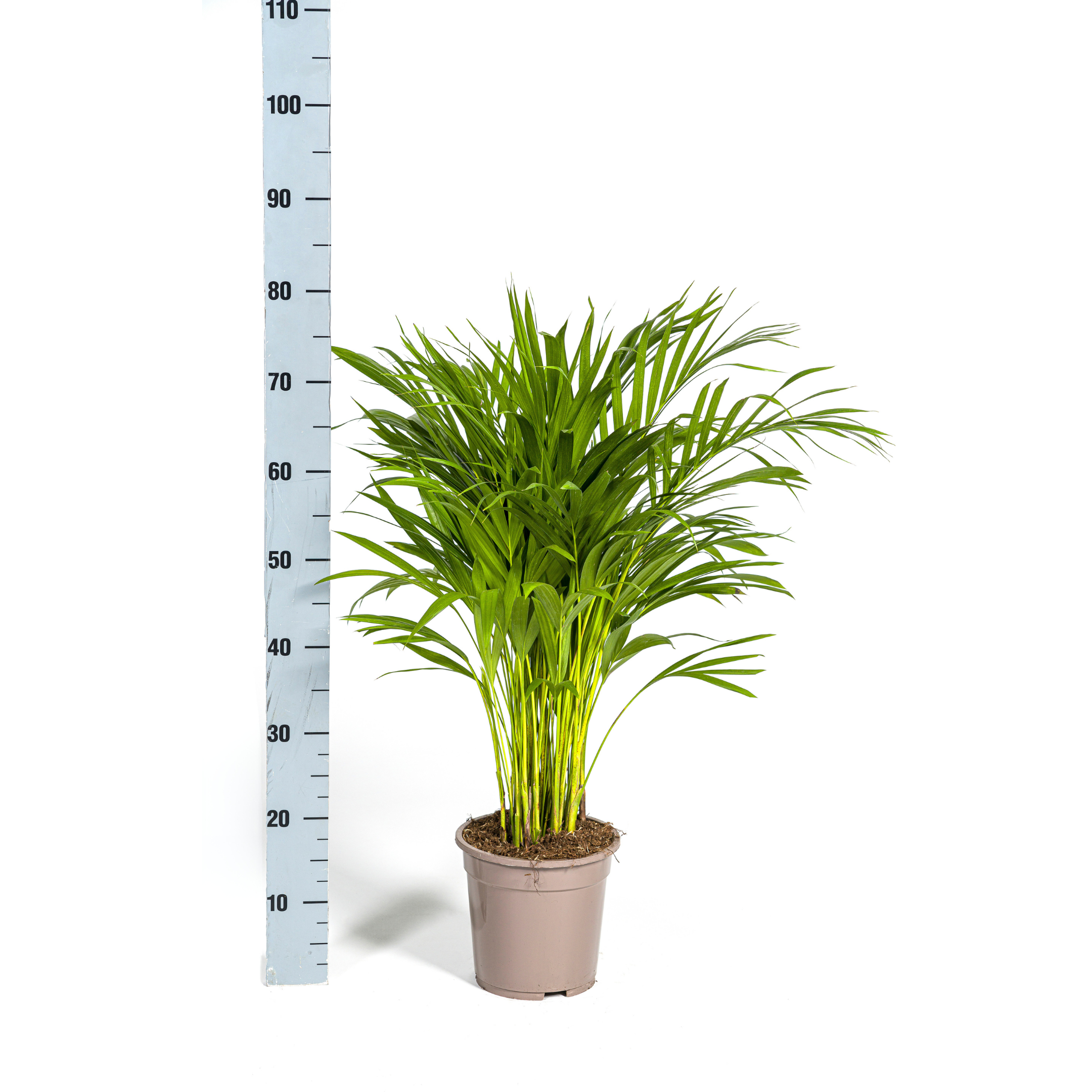 K&k pflanzen Dypsis Areca Lutescens Ø19cm - ↕90cm (4250308315009)