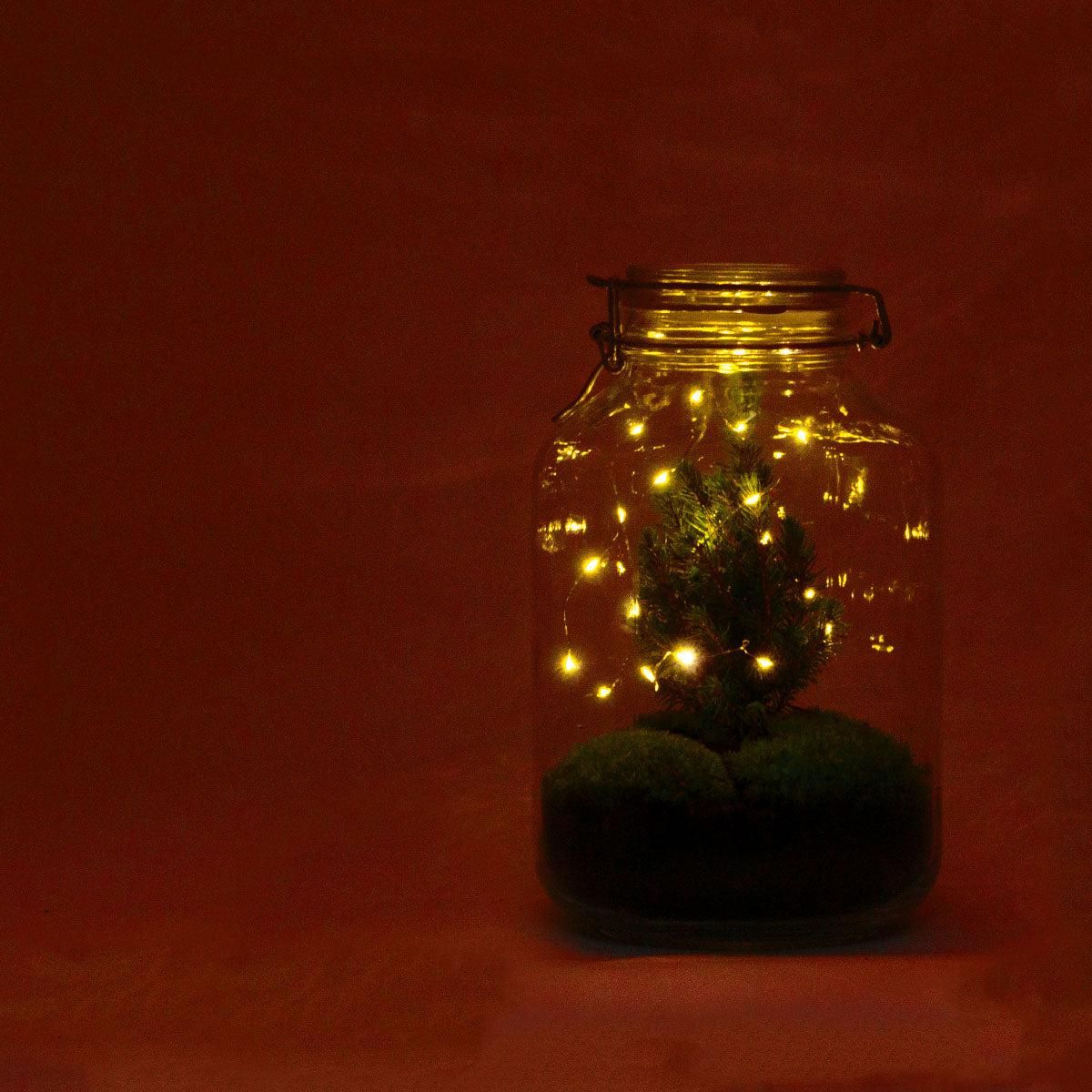 Urbanjngl DIY terrarium - Jar Christmas - ↕ 28 cm (8719327599822)