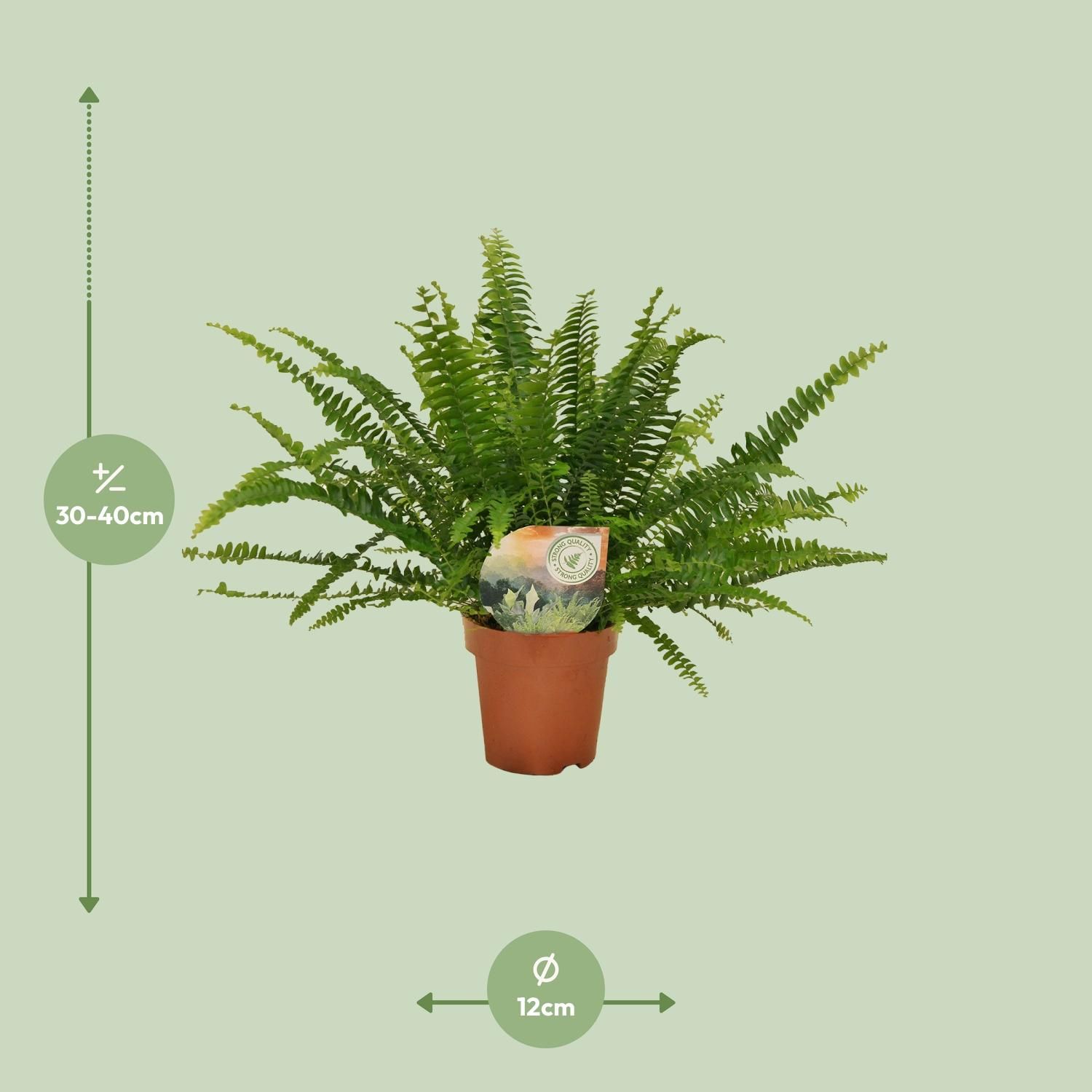 Meergroothandel Nephrolepis Green Lady - Ø12cm - 30cm (8720634287371)