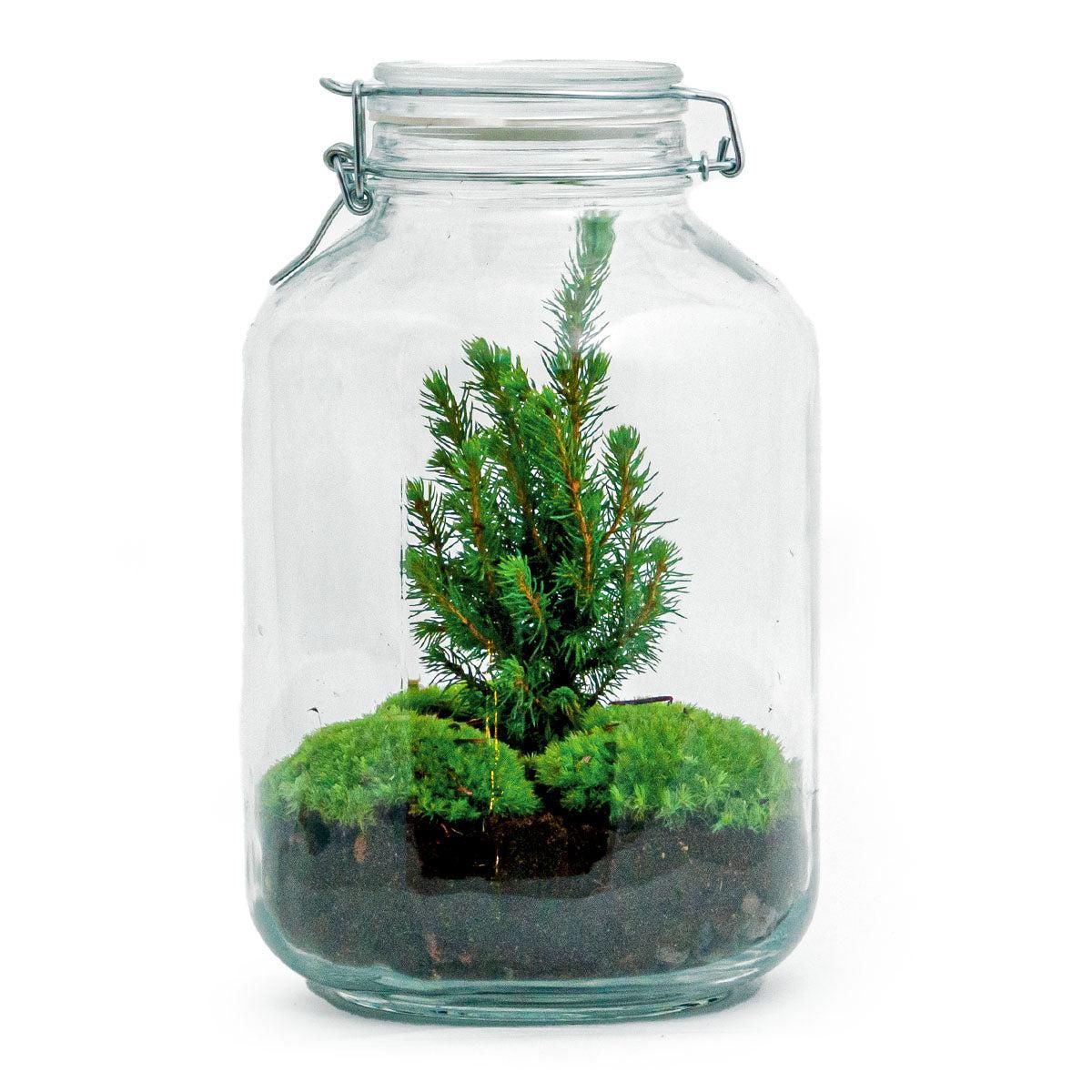 Urbanjngl DIY terrarium - Jar Christmas - ↕ 28 cm (8719327599822)