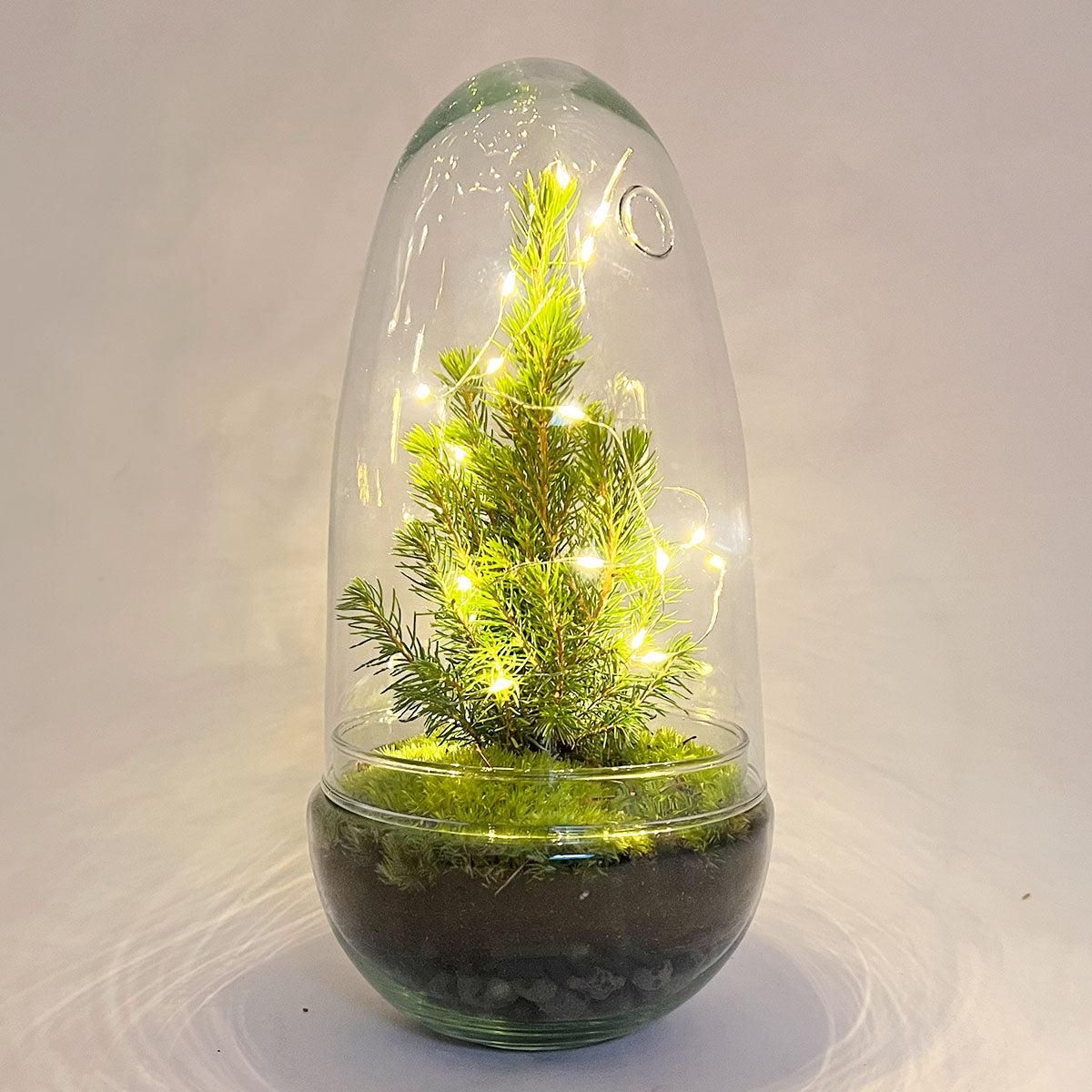 Urbanjngl DIY terrarium - Egg Christmas - Kerst decoratie ↕ 25 cm (8720872020167)
