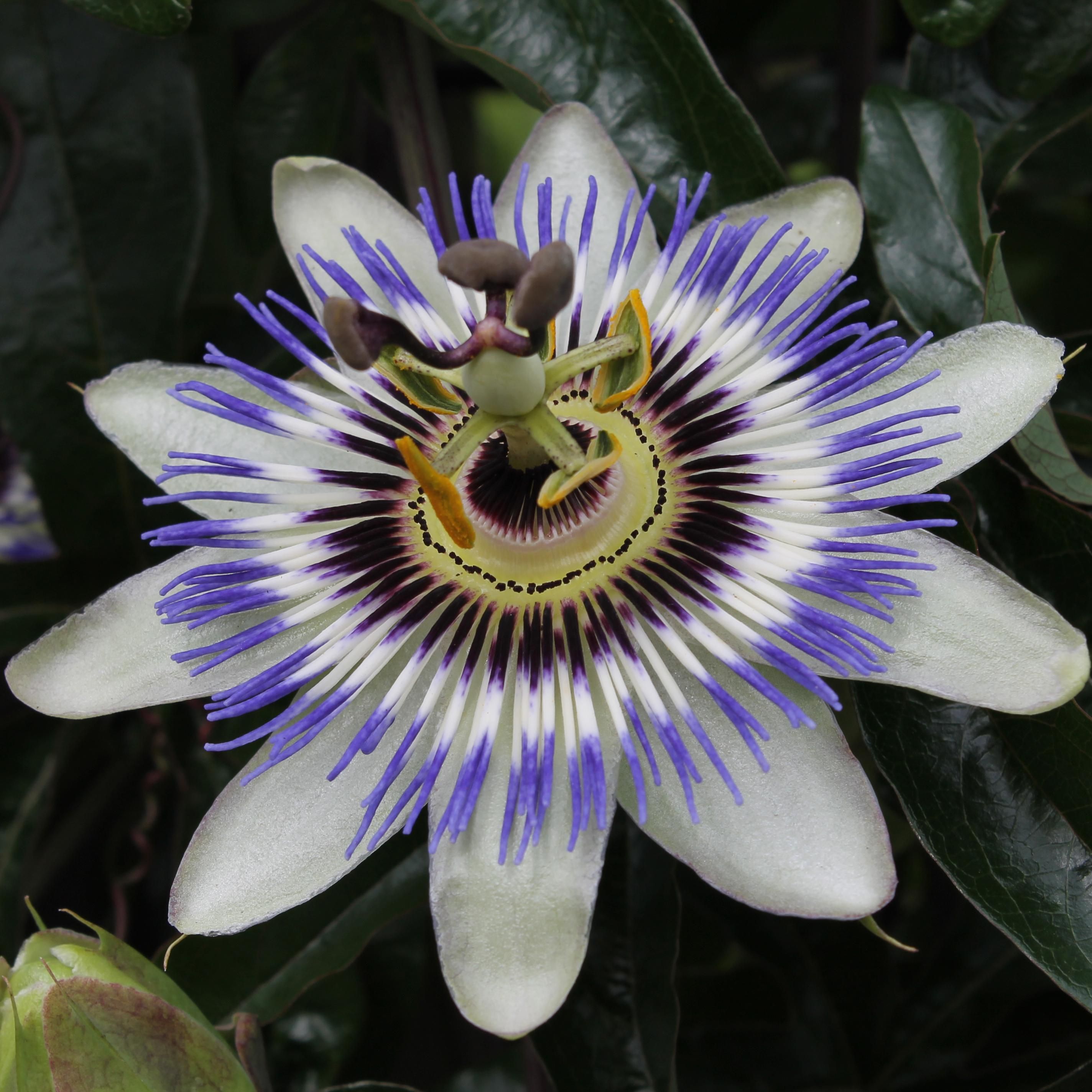 Hoogeveen Passiflora Blauw caerulea - Ø15cm - ↕65cm (8712044839097)