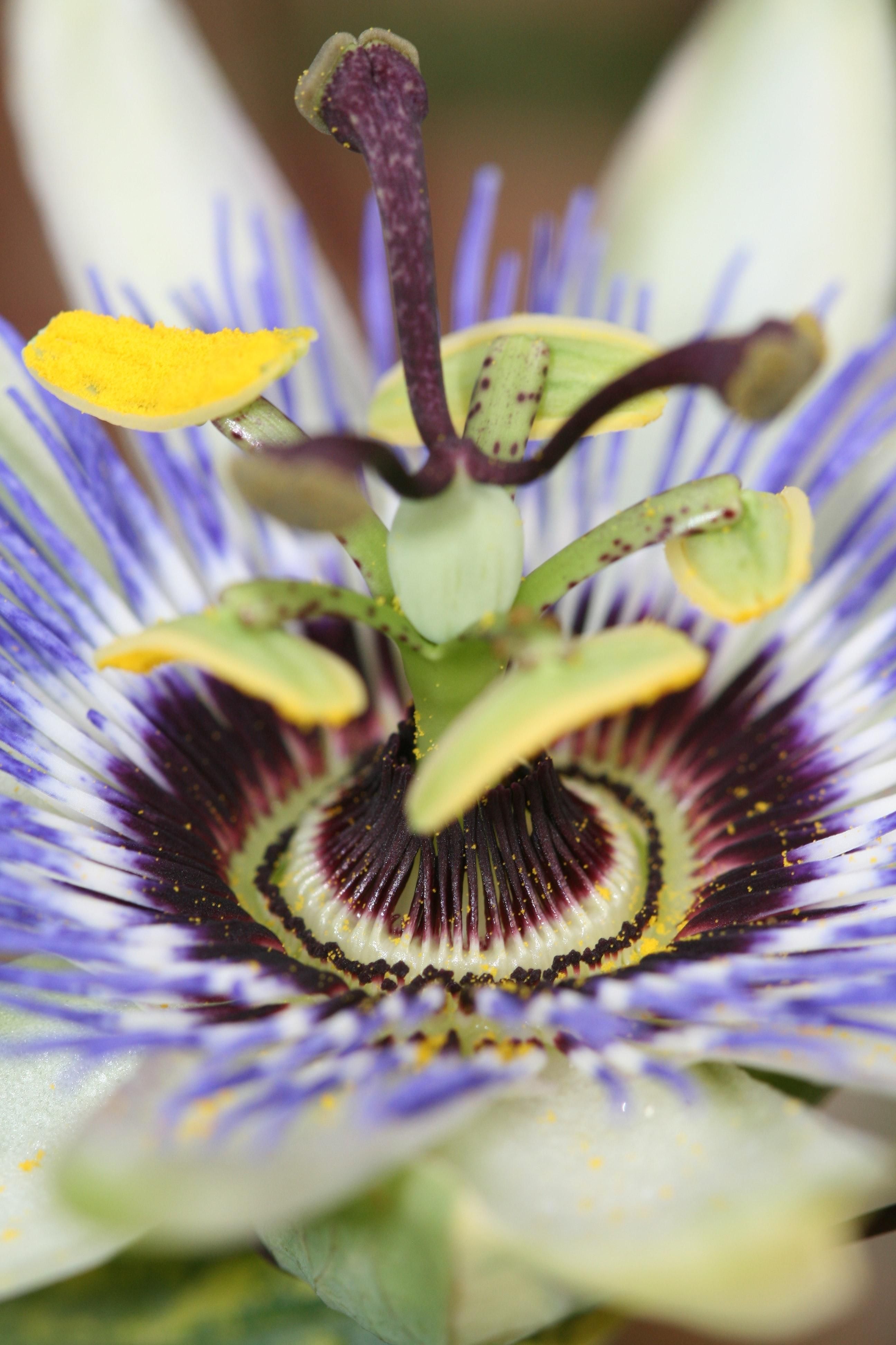 Hoogeveen Passiflora Blauw caerulea - Ø15cm - ↕65cm (8712044839097)