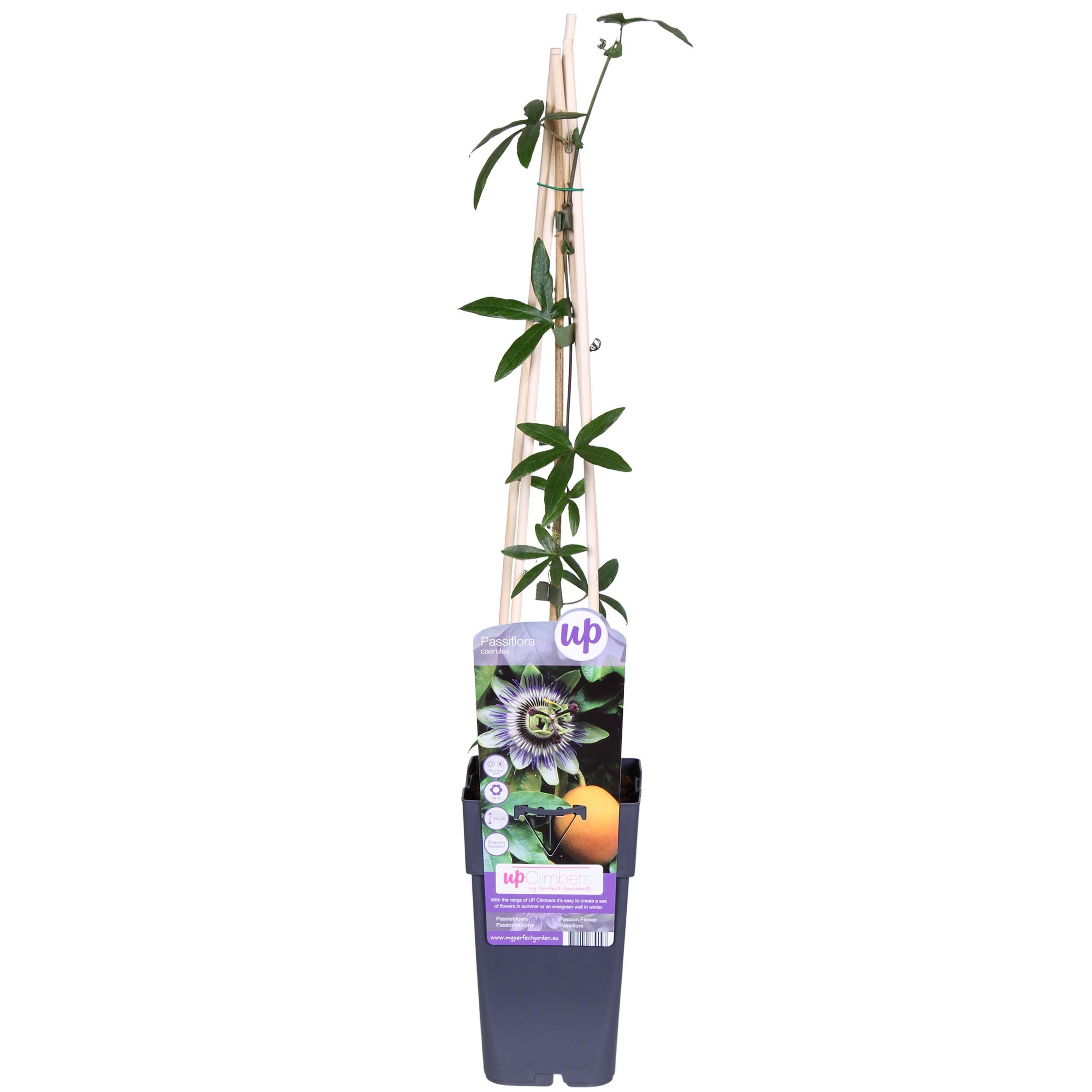 Hoogeveen Passiflora Blauw caerulea - Ø15cm - ↕65cm (8712044839097)