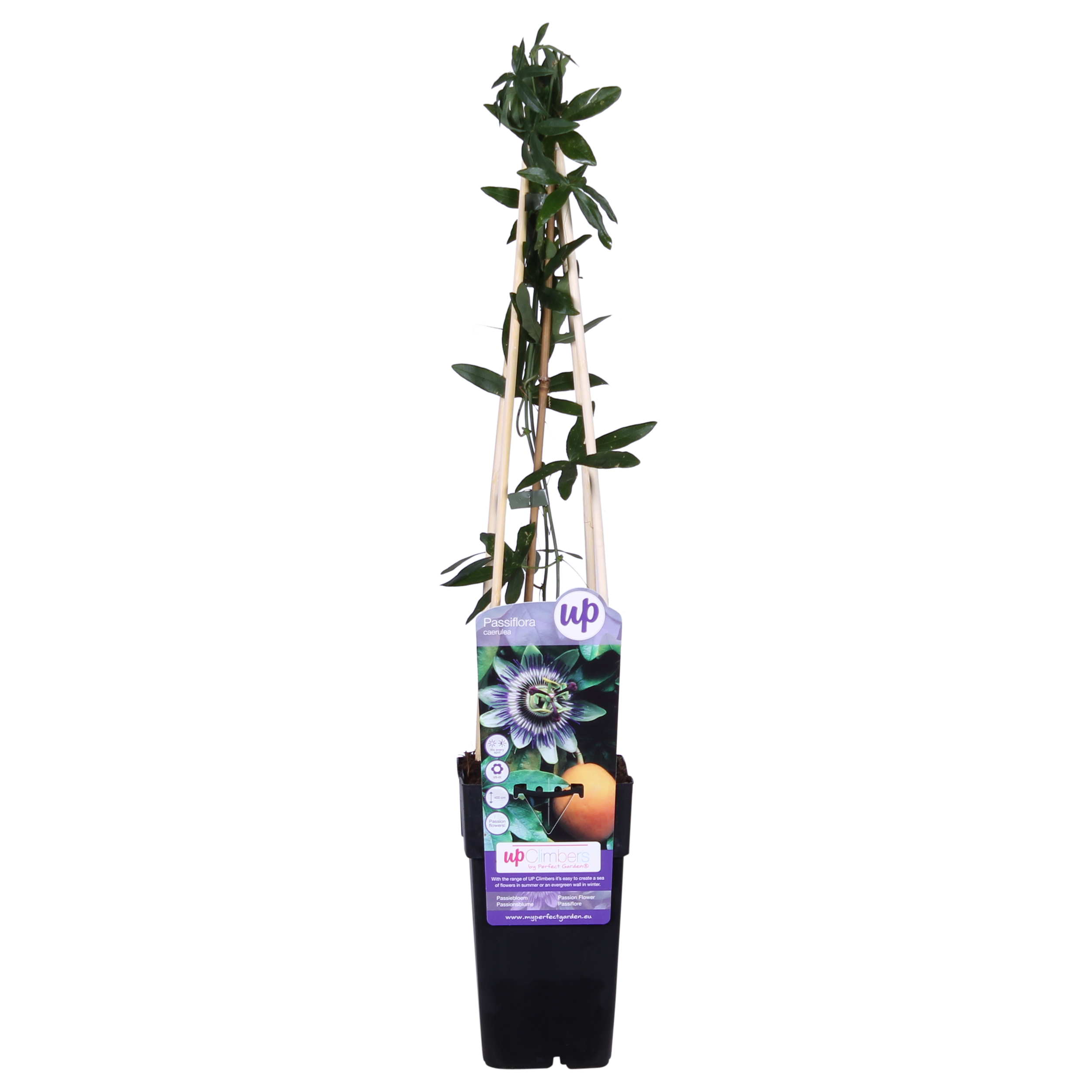 Hoogeveen Passiflora Blauw caerulea - Ø15cm - ↕65cm (8712044839097)