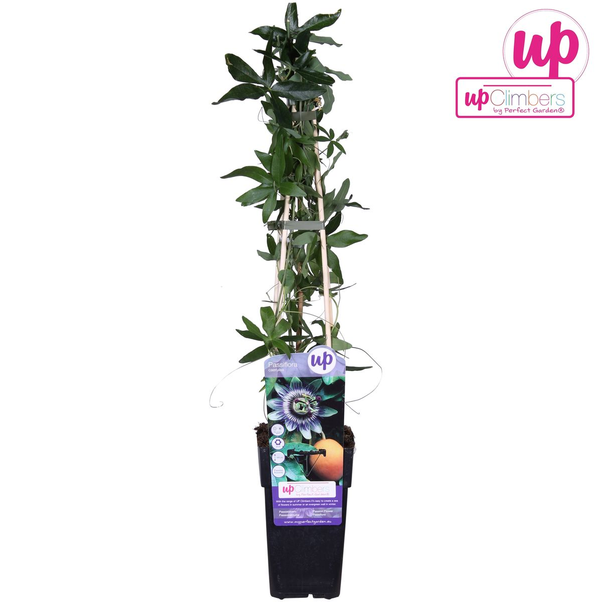 Hoogeveen Passiflora Blauw caerulea - Ø15cm - ↕65cm (8712044839097)