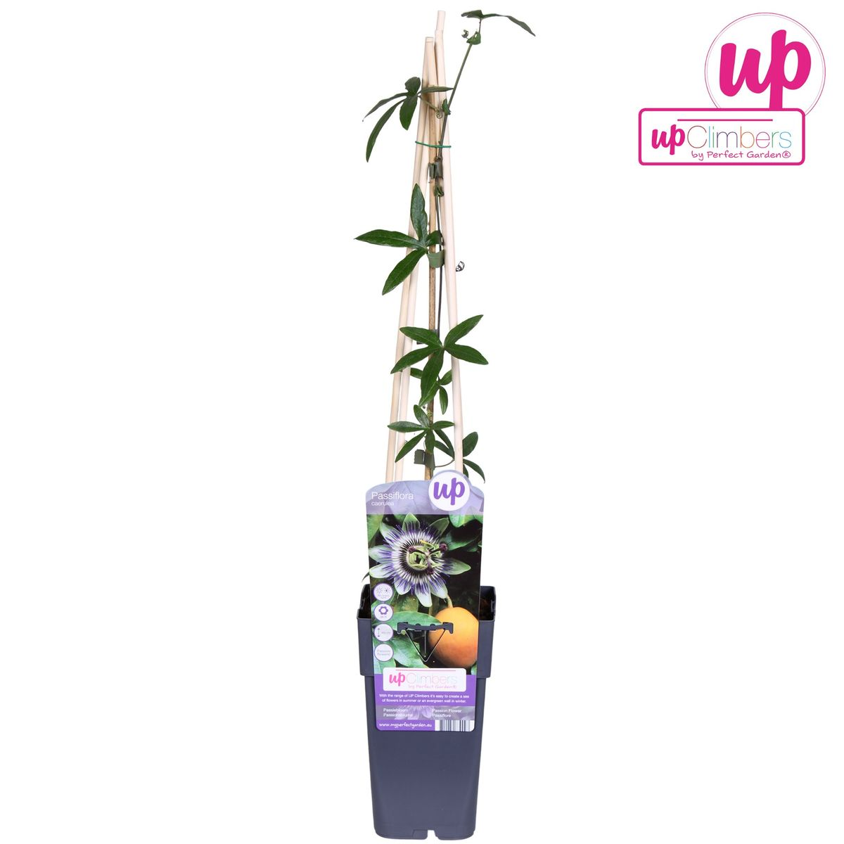 Hoogeveen Passiflora Blauw caerulea - Ø15cm - ↕65cm (8712044839097)