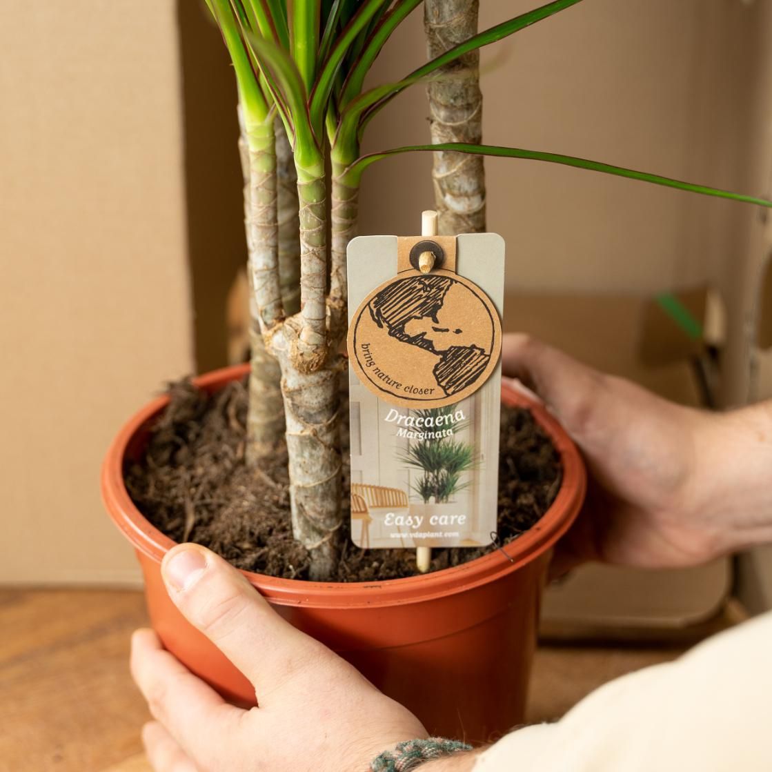 Everyplants Dracaena Marginata - Ø17cm - ↕90cm (8720634280181)
