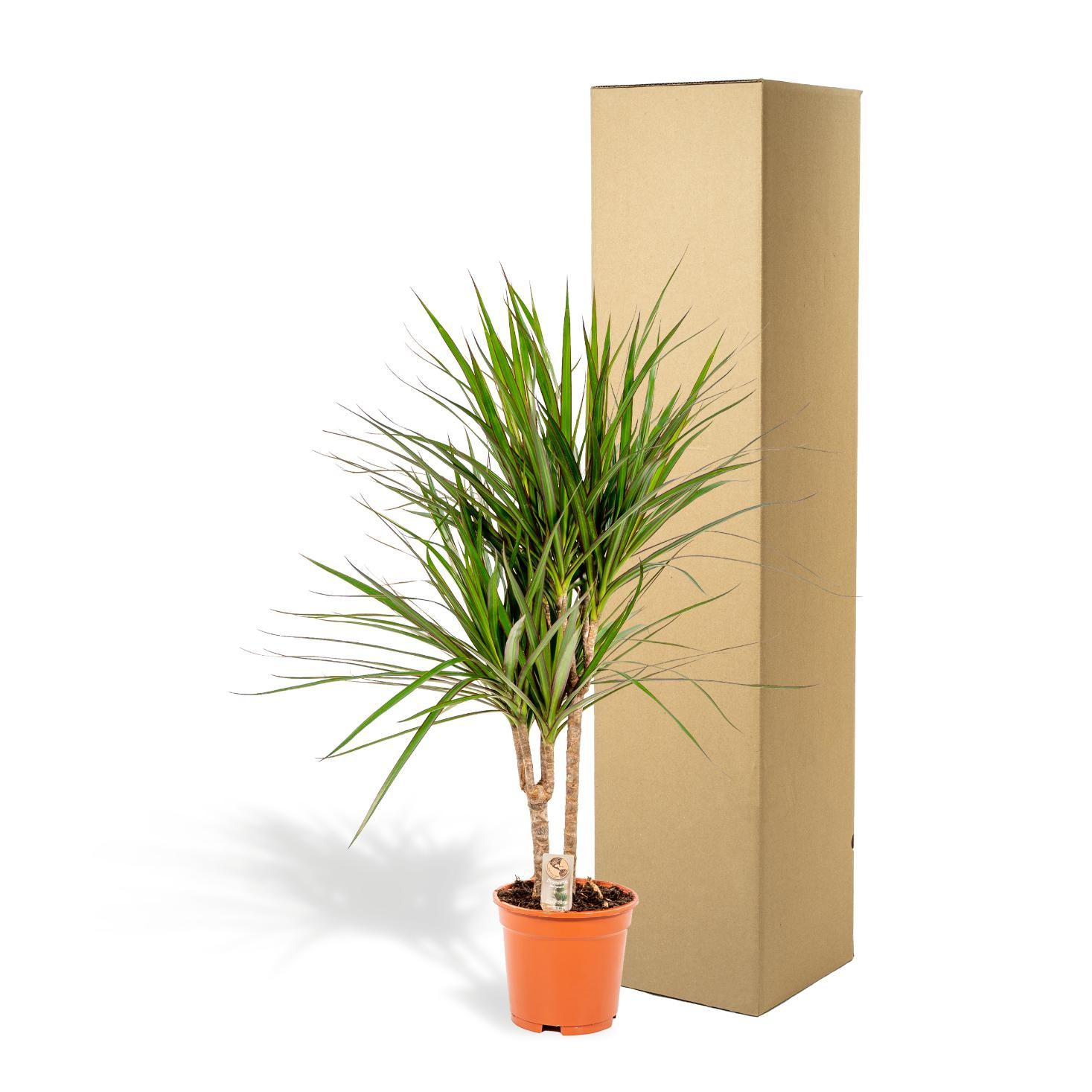 Everyplants Dracaena Marginata - Ø17cm - ↕90cm (8720634280181)
