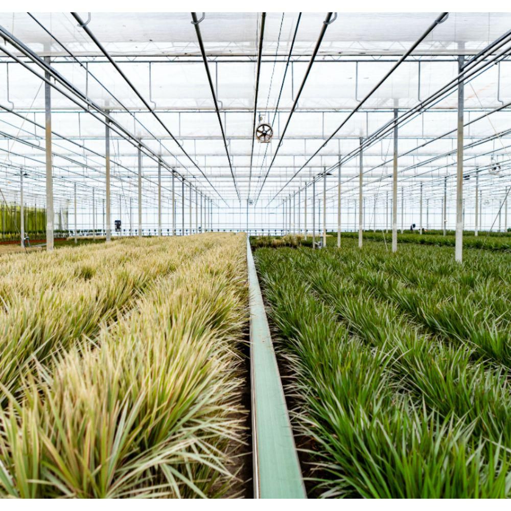 Everyplants Dracaena Marginata - Ø17cm - ↕90cm (8720634280181)