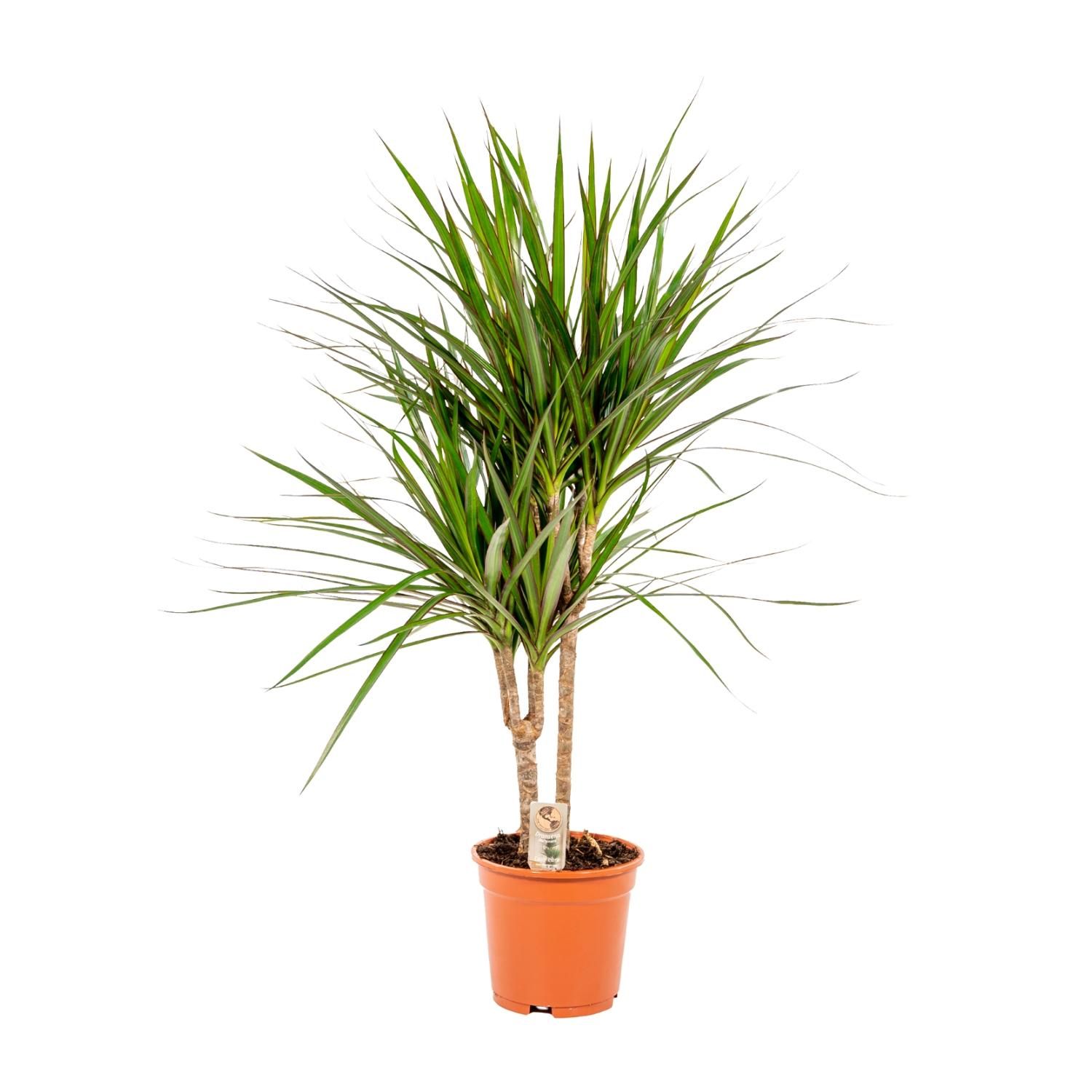 Everyplants Dracaena Marginata - Ø17cm - ↕90cm (8720634280181)