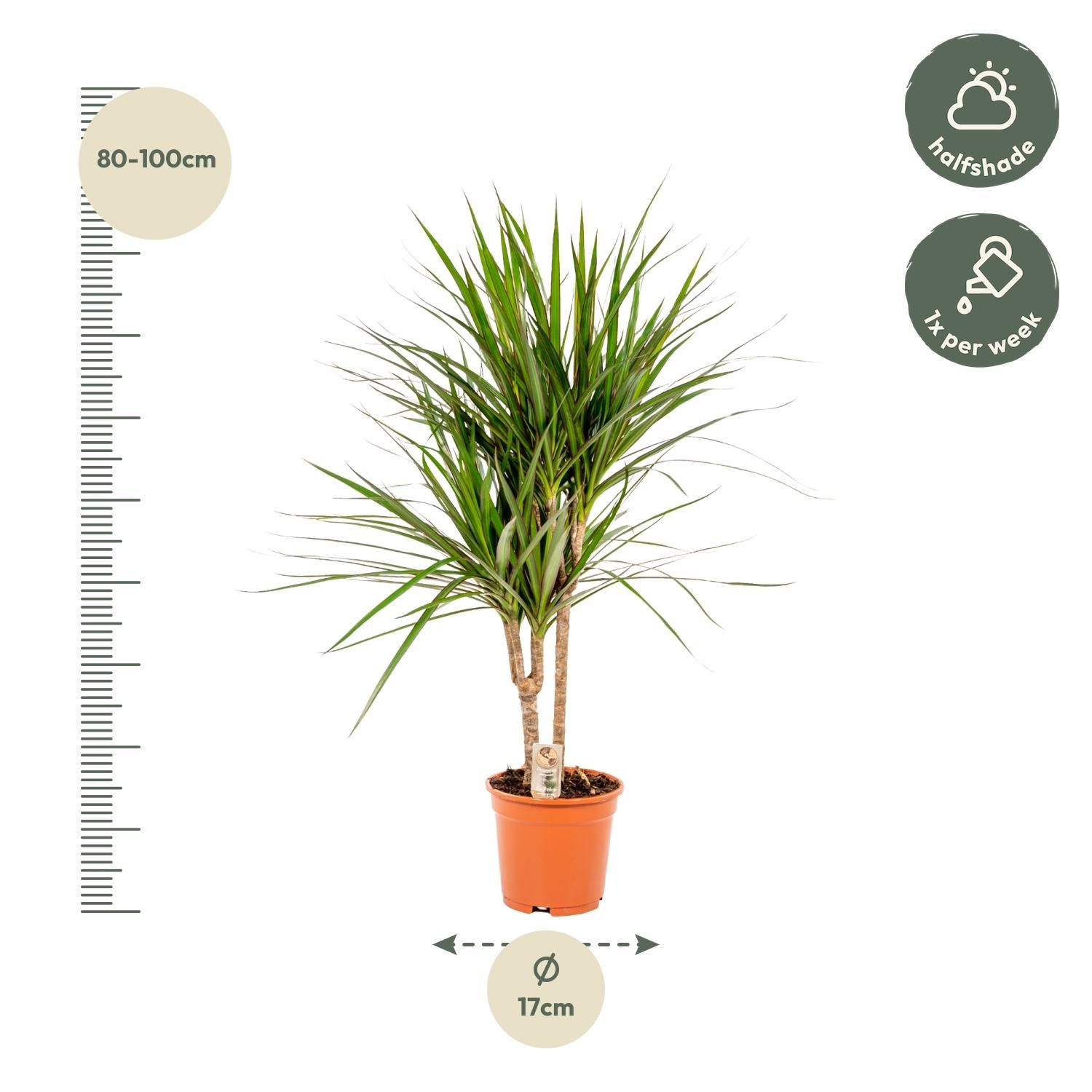 Everyplants Dracaena Marginata - Ø17cm - ↕90cm (8720634280181)