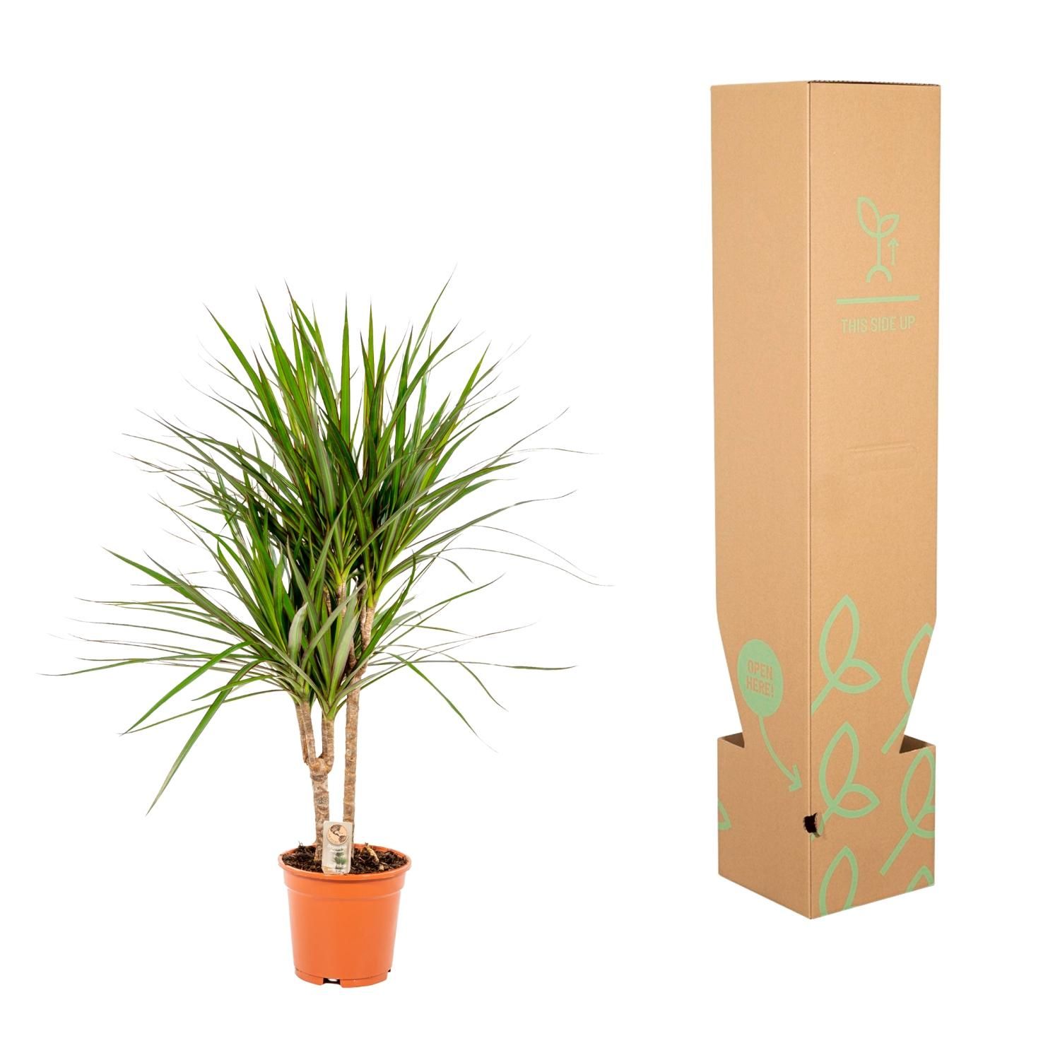 Everyplants Dracaena Marginata - Ø17cm - ↕90cm (8720634280181)