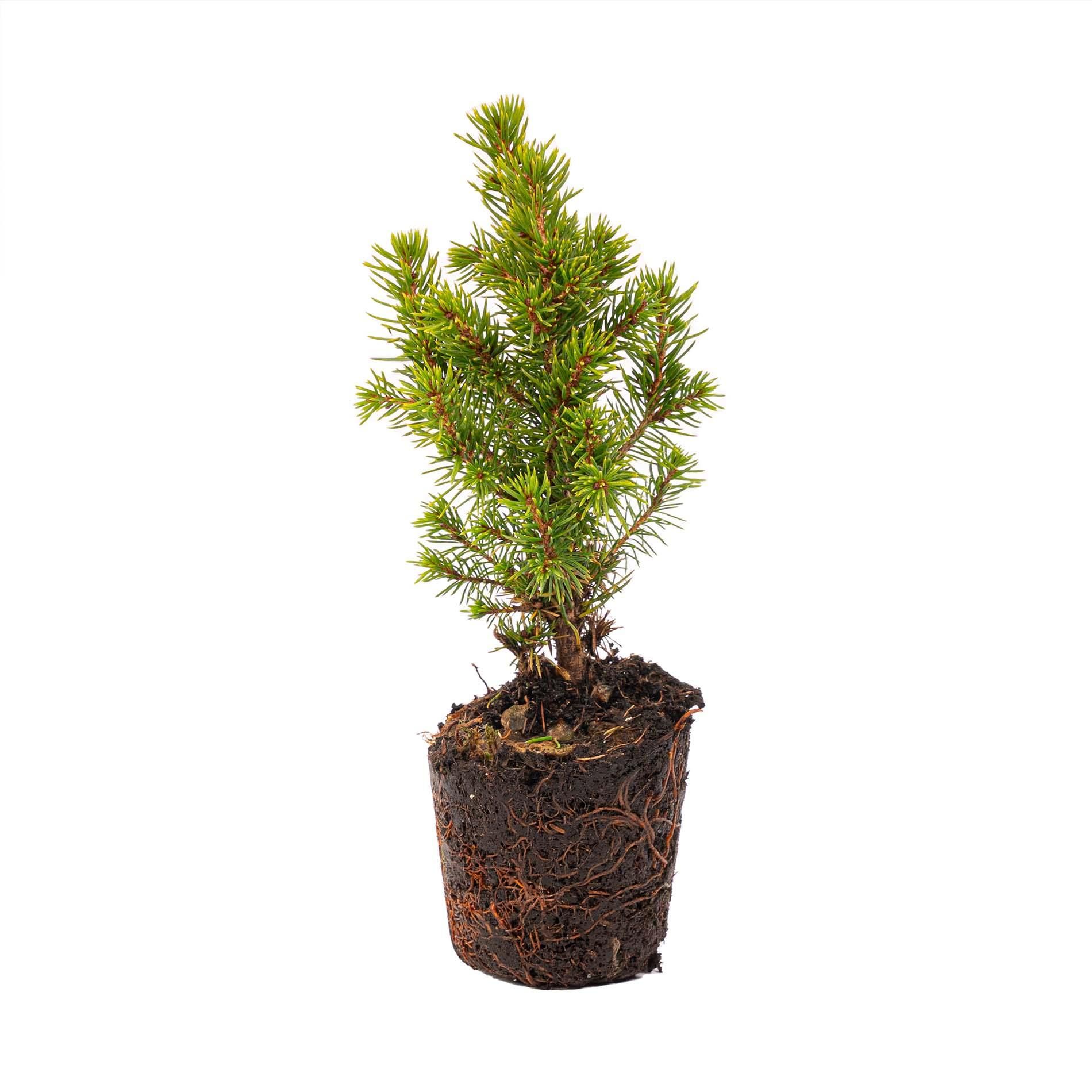 Urbanjngl Mini-kerstboom set 6 - Inclusief pot set Madrid - Draadverlichting met 20 led-lampjes (8720872023427)