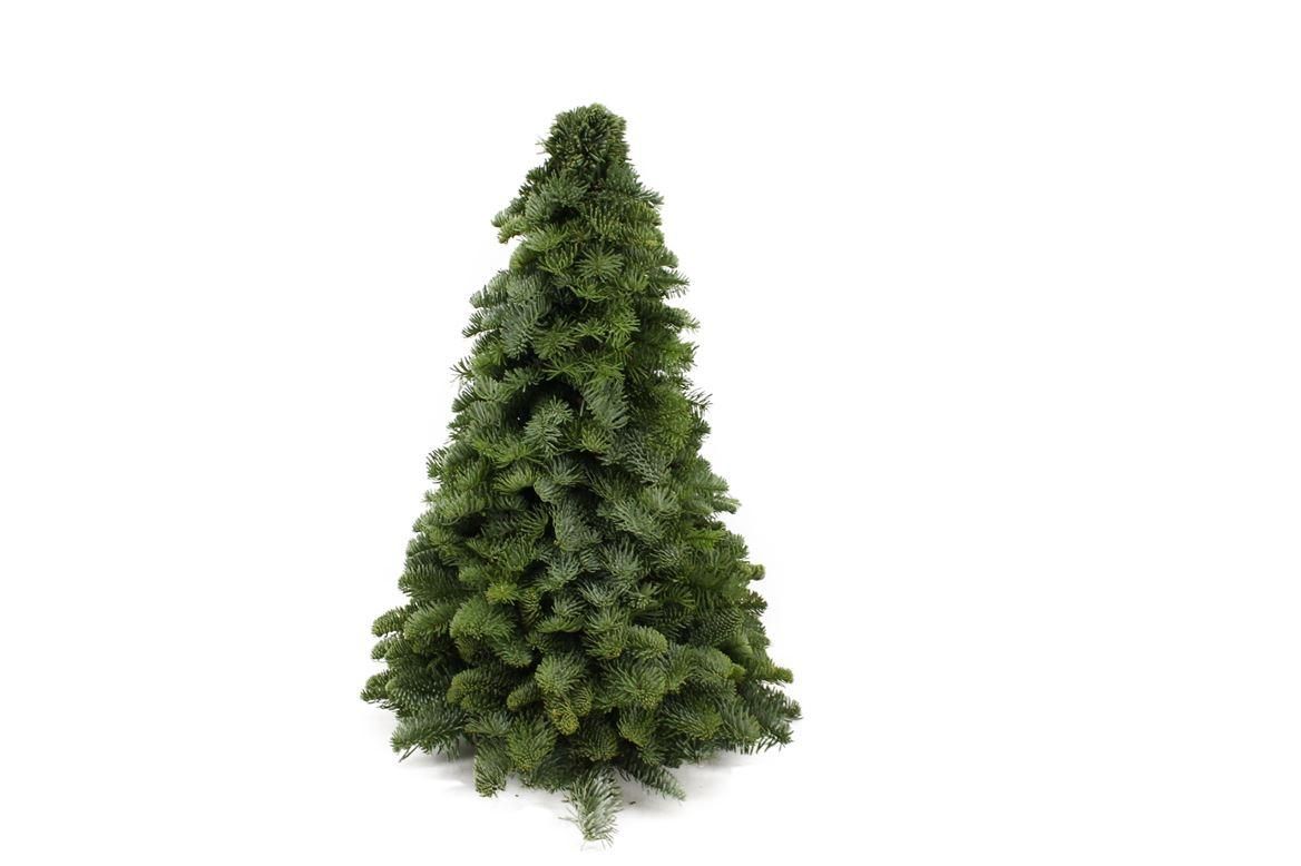Meergroothandel Nobilis Kerstboom - ↕50cm (43402)