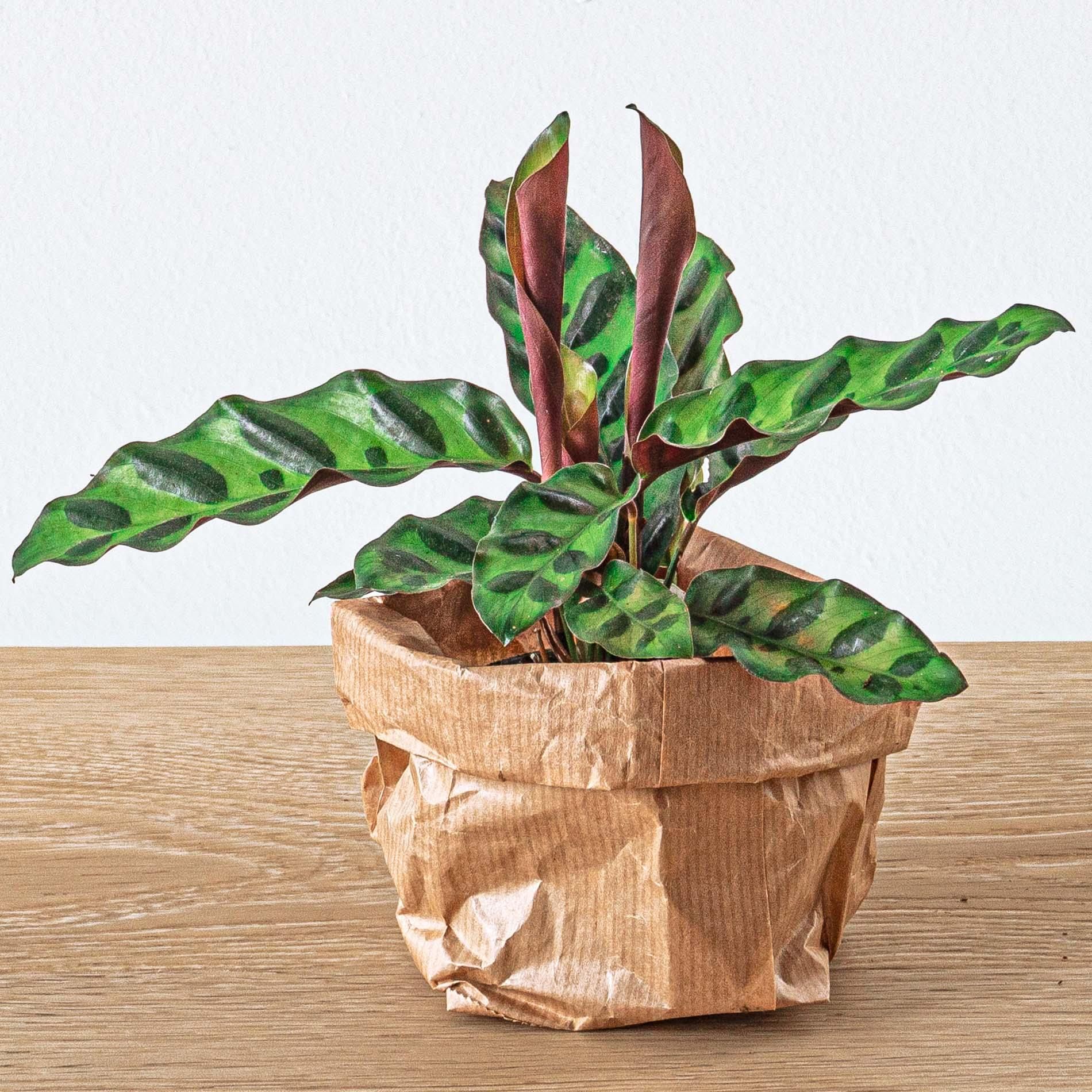 Urbanjngl Planten terrarium pakket Calathea Lancifolia - Navulling & Startpakket- DIY (14654)