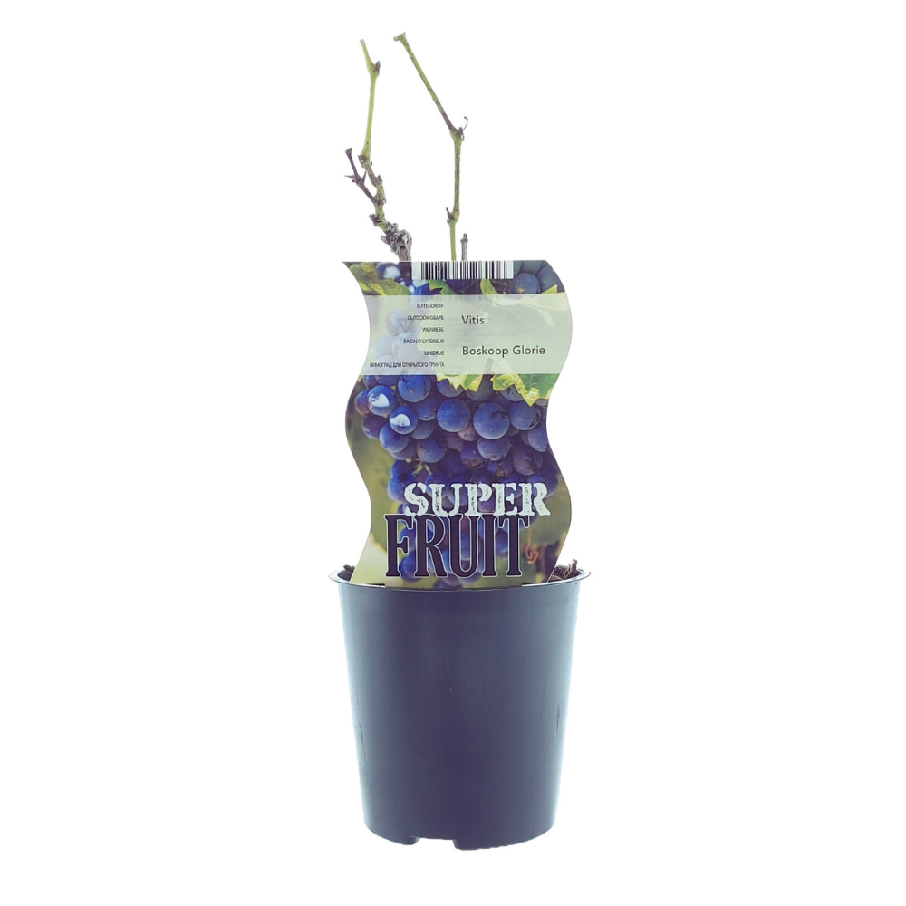 Meergroothandel Vitis Boskoop Glory (Blauwe druif) - Ø12cm - ↕30cm (27300)