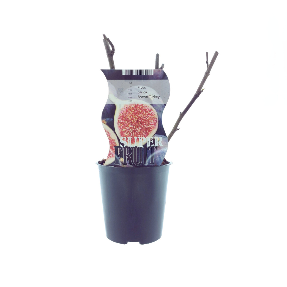 Meergroothandel Ficus Brown Turkey (Vijg) - Ø12cm - ↕30cm (27340)