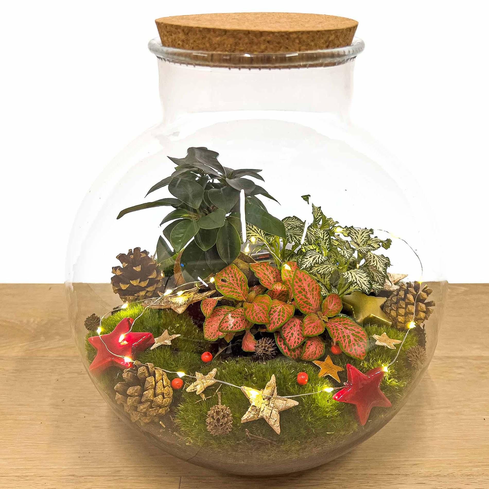 Urbanjngl Christmas Terrarium Decoration Kit! (23437)