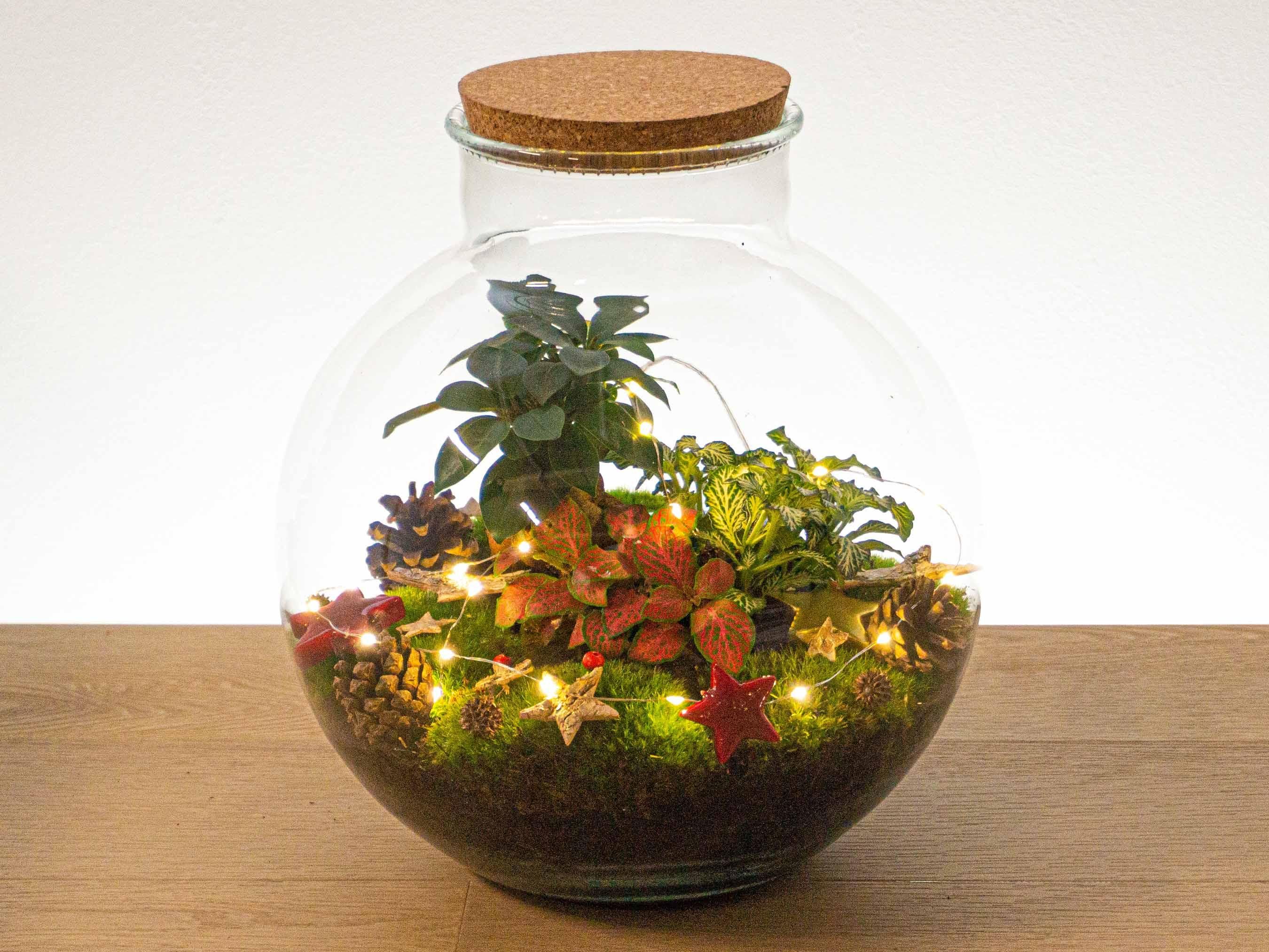 Urbanjngl Christmas Terrarium Decoration Kit! (23437)