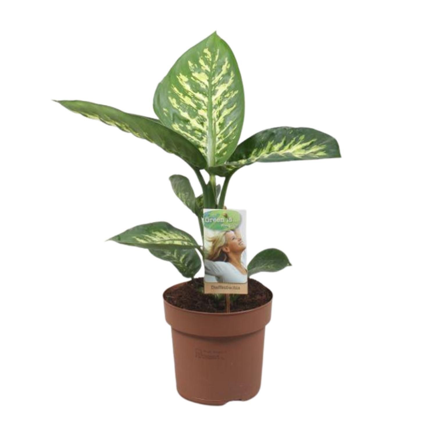 Meergroothandel Dieffenbachia Tropic Snow - Ø17cm - ↕60cm (32416)