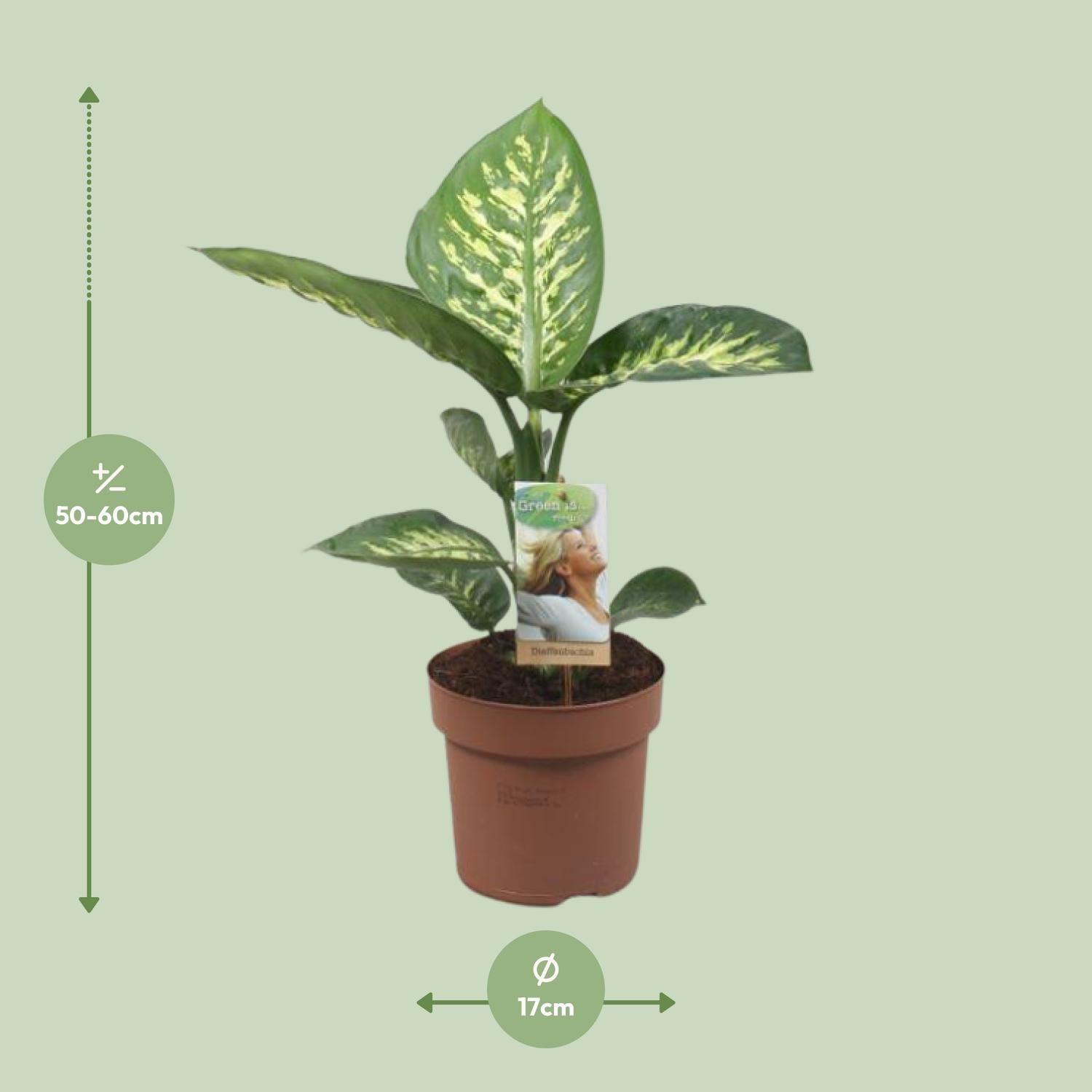 Meergroothandel Dieffenbachia Tropic Snow - Ø17cm - ↕60cm (32416)