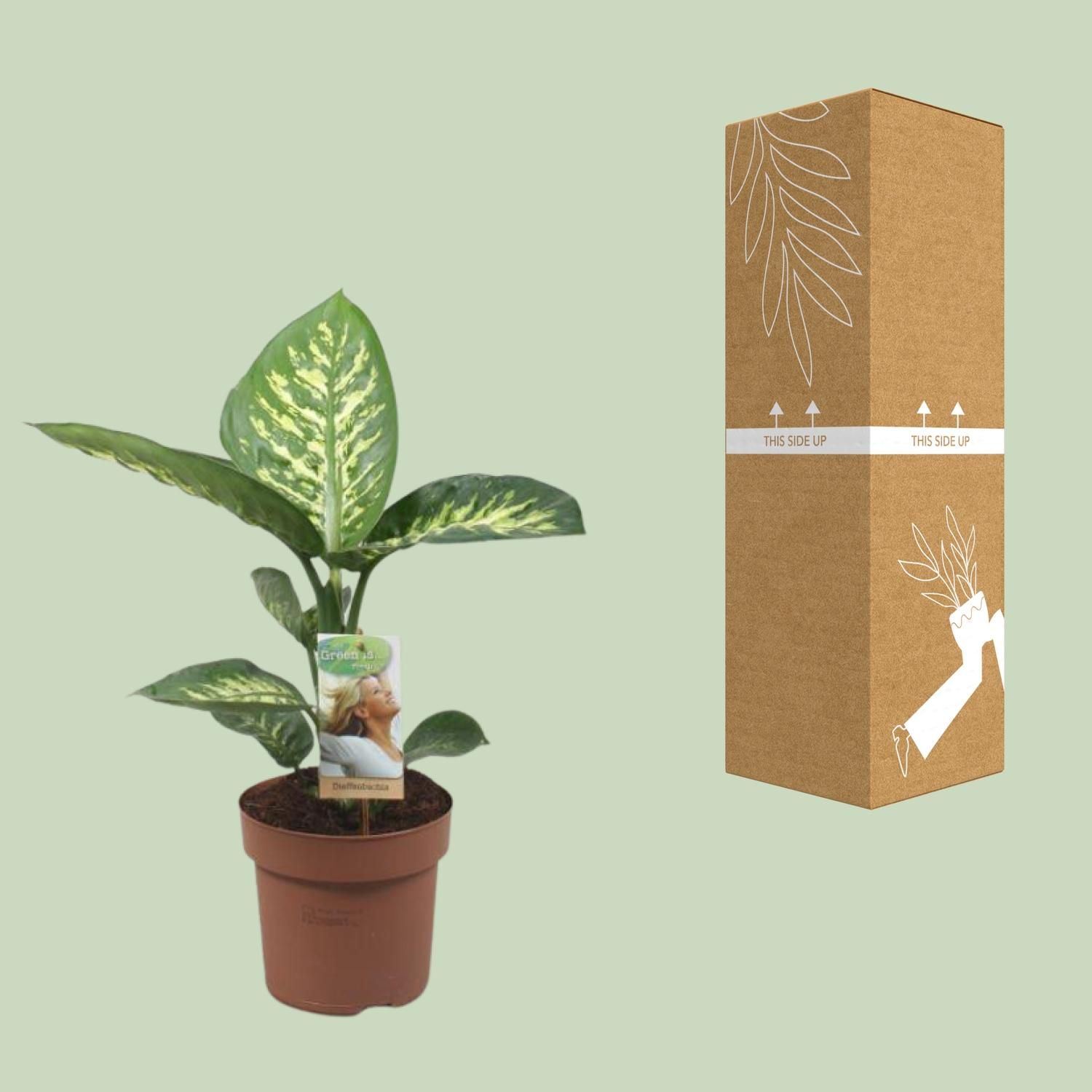 Meergroothandel Dieffenbachia Tropic Snow - Ø17cm - ↕60cm (32416)