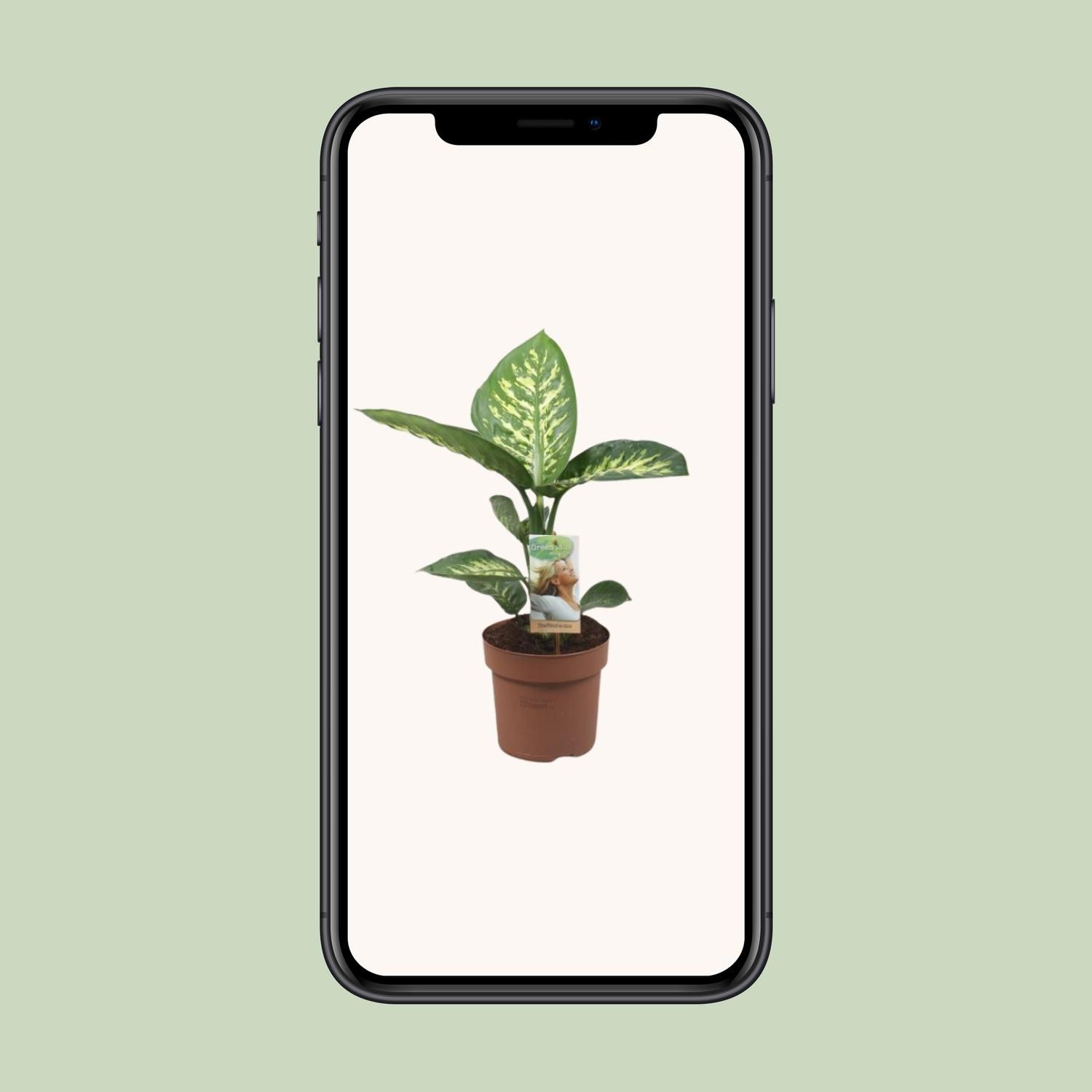 Meergroothandel Dieffenbachia Tropic Snow - Ø17cm - ↕60cm (32416)