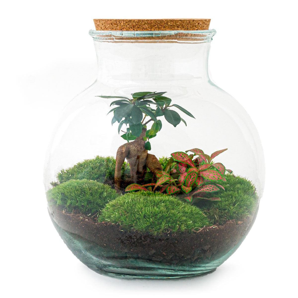 Urbanjngl DIY terrarium - Teddy bonsai - ↕ 26,5 cm - Normal (8720726958417)
