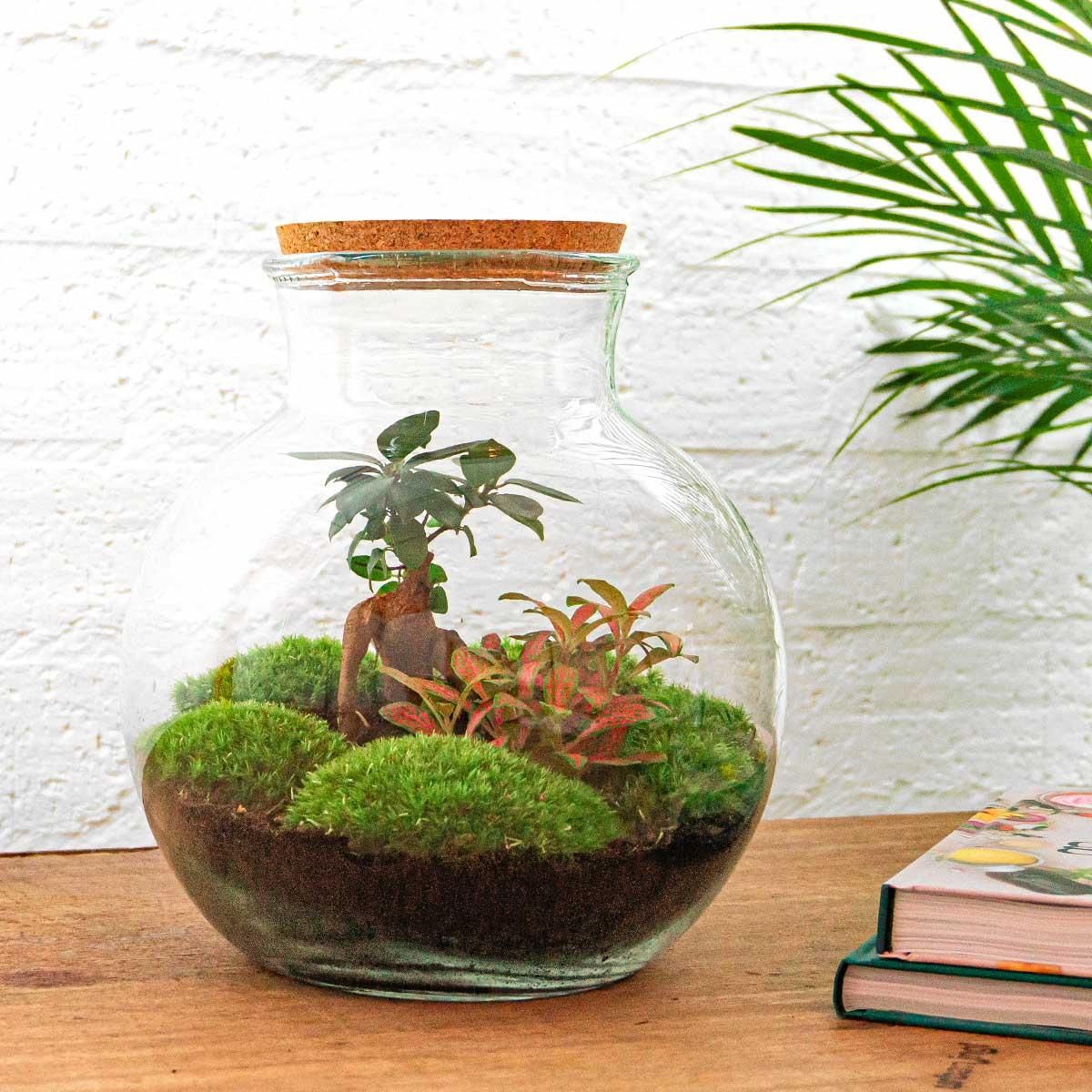 Urbanjngl DIY terrarium - Teddy bonsai - ↕ 26,5 cm - Normal (8720726958417)