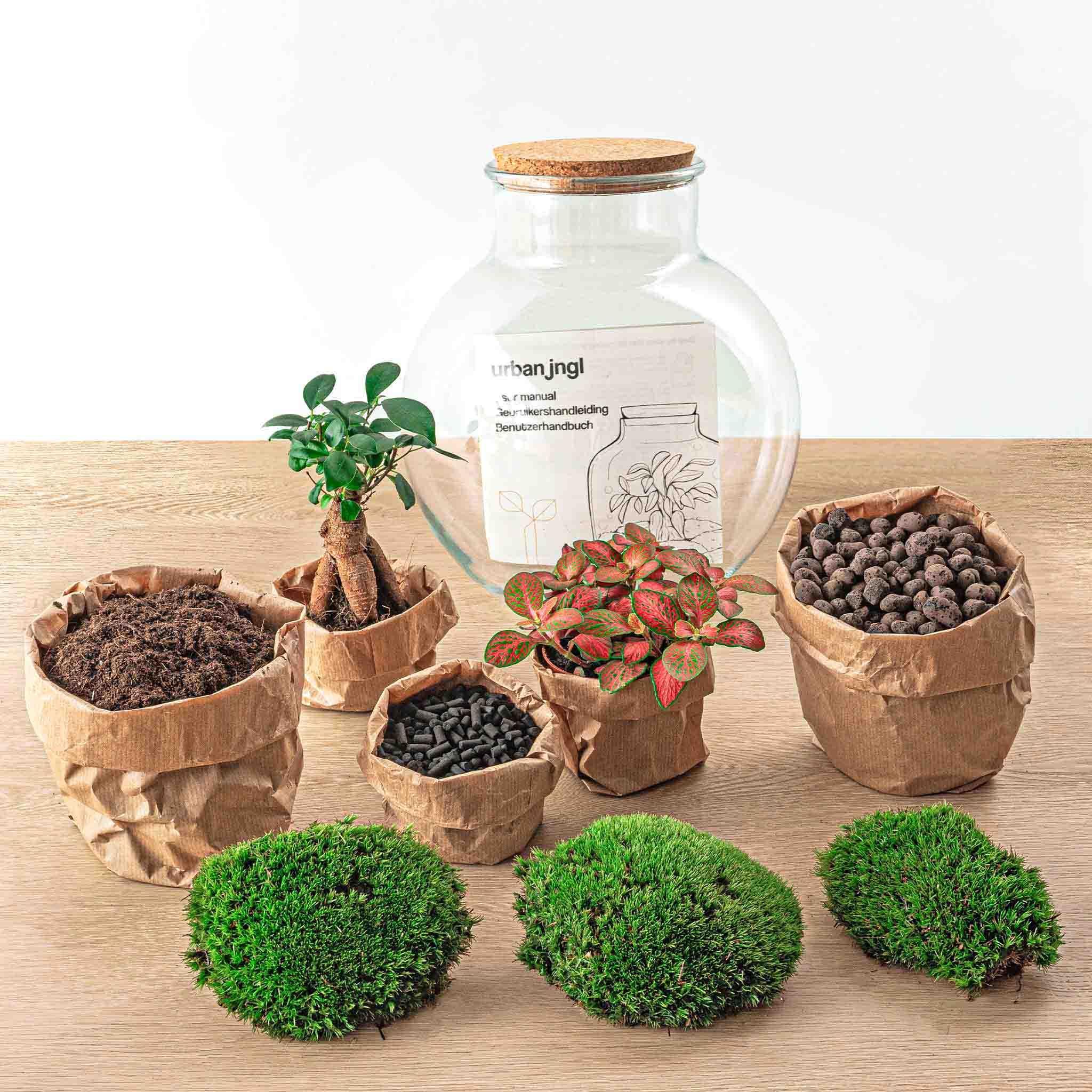 Urbanjngl DIY terrarium - Teddy bonsai - ↕ 26,5 cm - Normal (8720726958417)