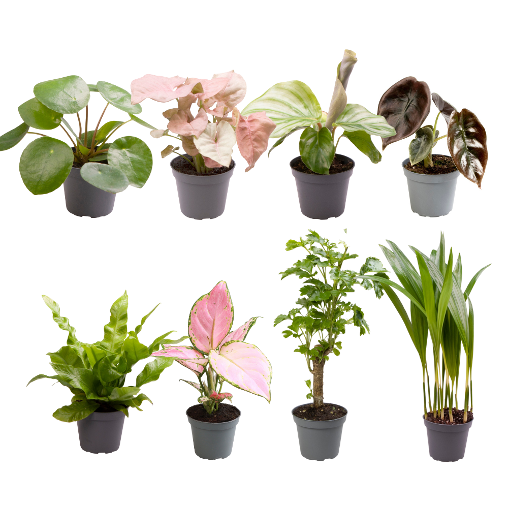 Meergroothandel Baby Plantjes Verrassingsbox - Ø6cm - ↕12cm - x8 (32239)