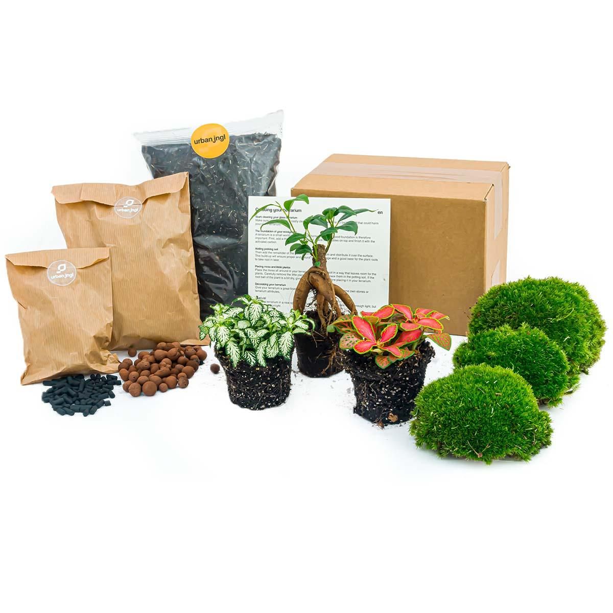 Urbanjngl Planten terrarium pakket - Ficus Ginseng bonsai - Navulling & Startpakket- DIY (8720872021539)