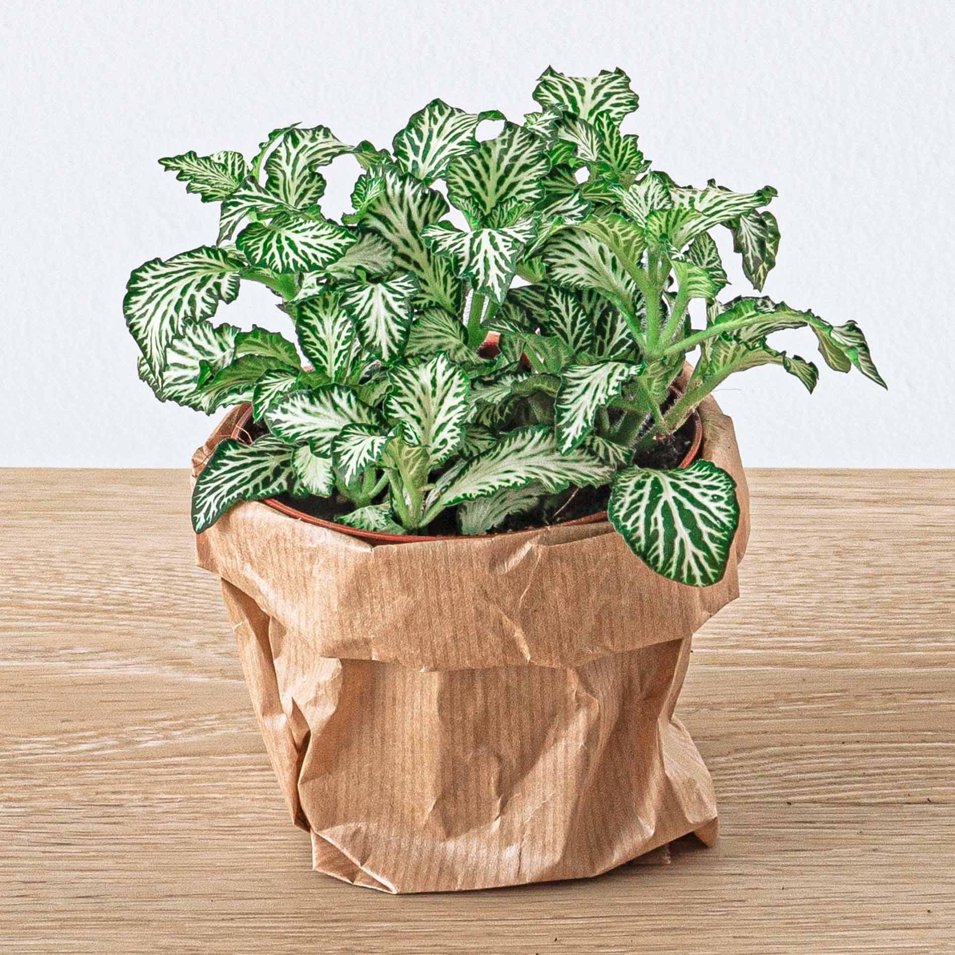 Urbanjngl Planten terrarium pakket - Ficus Ginseng bonsai - Navulling & Startpakket- DIY (8720872021539)
